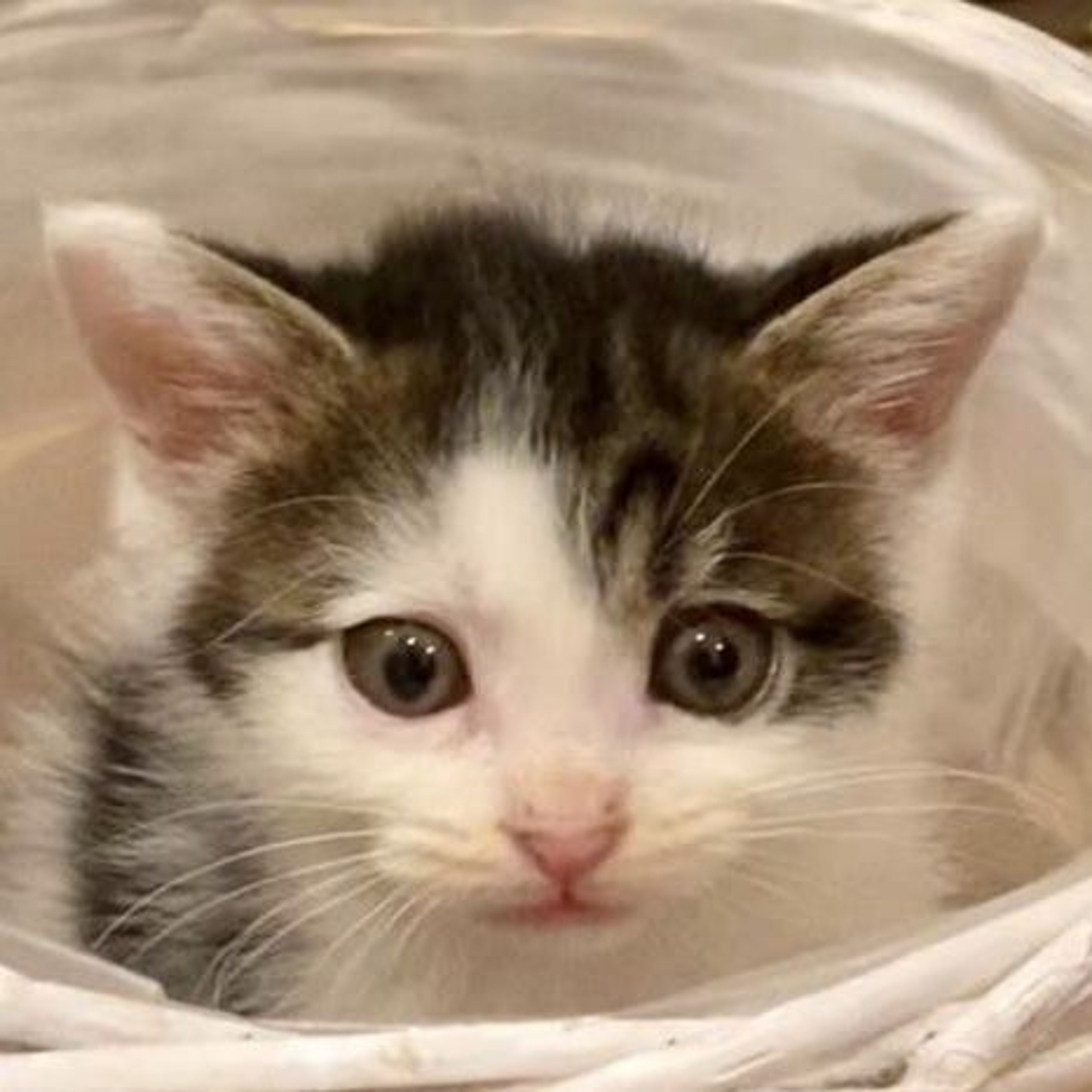 雑種（ミックス猫）・メスの里親募集の写真