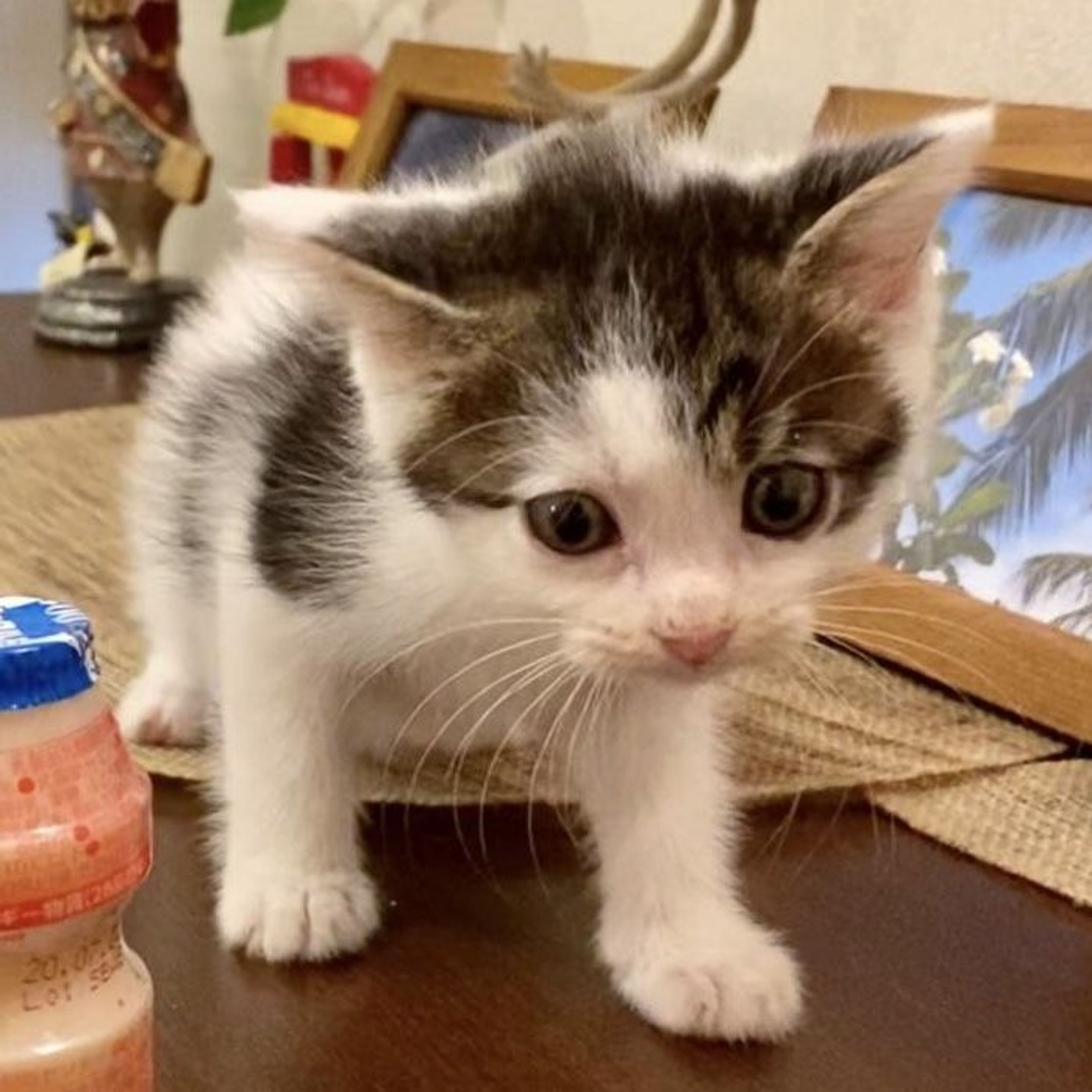 pet-image-2