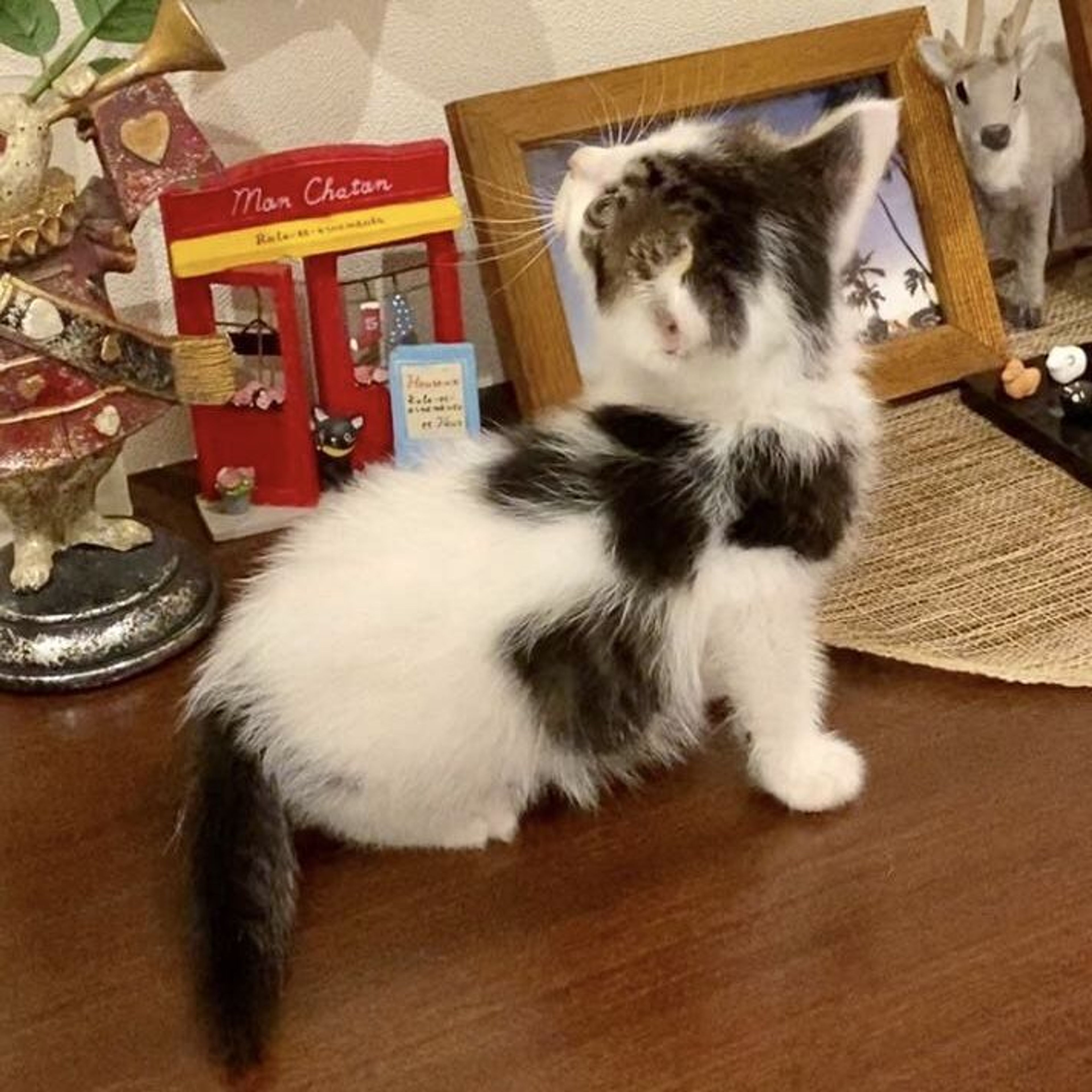 pet-image-3