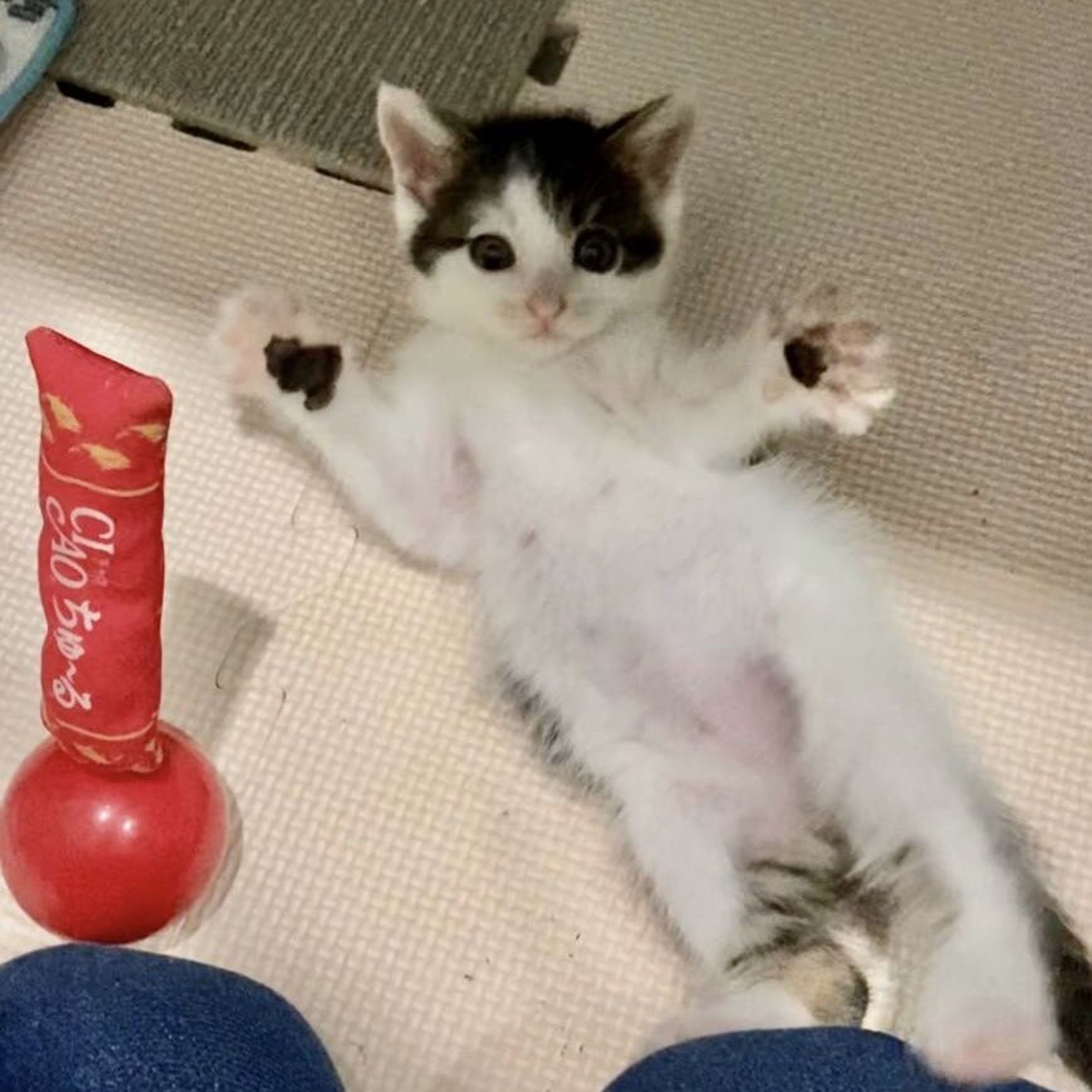 pet-image-4