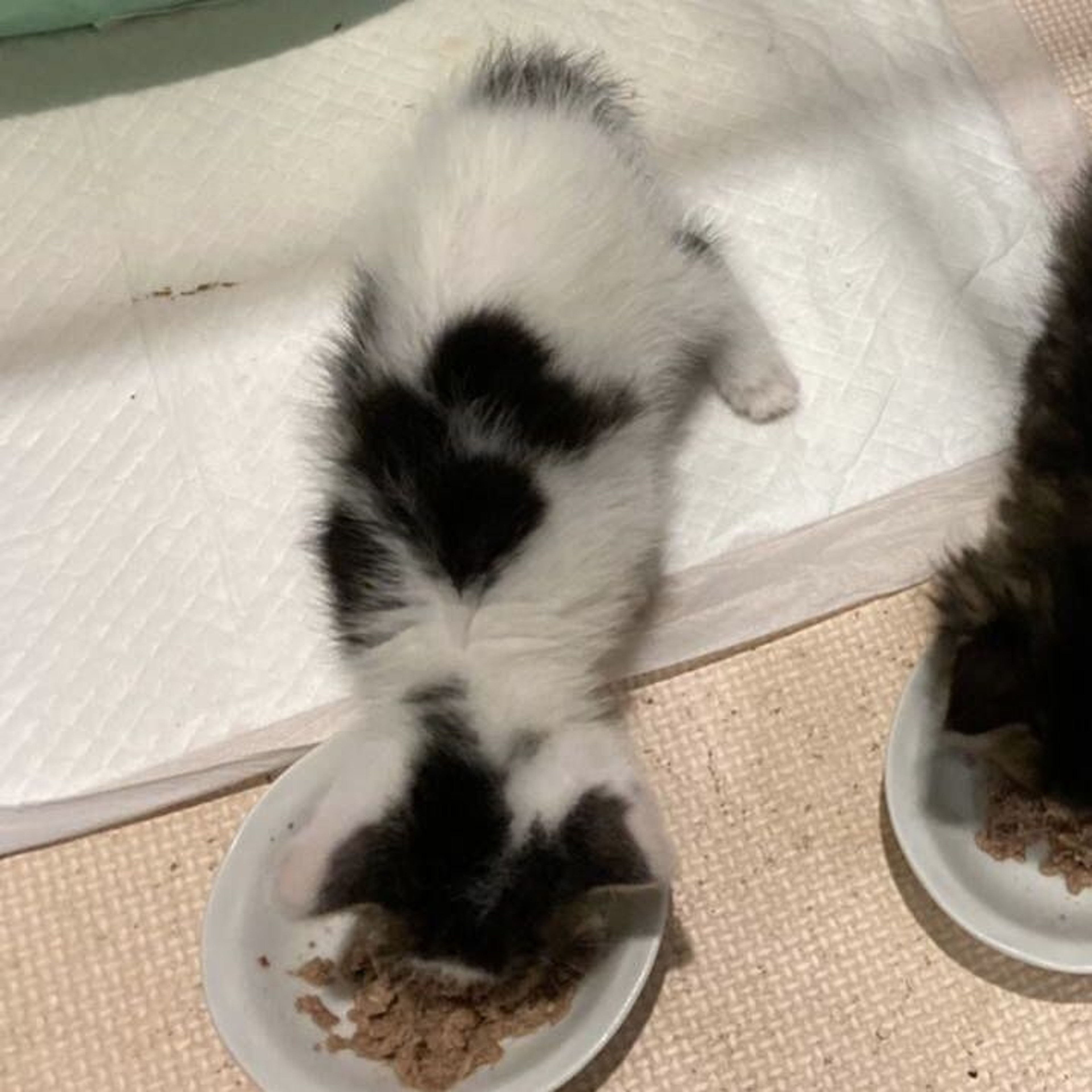 pet-image-9