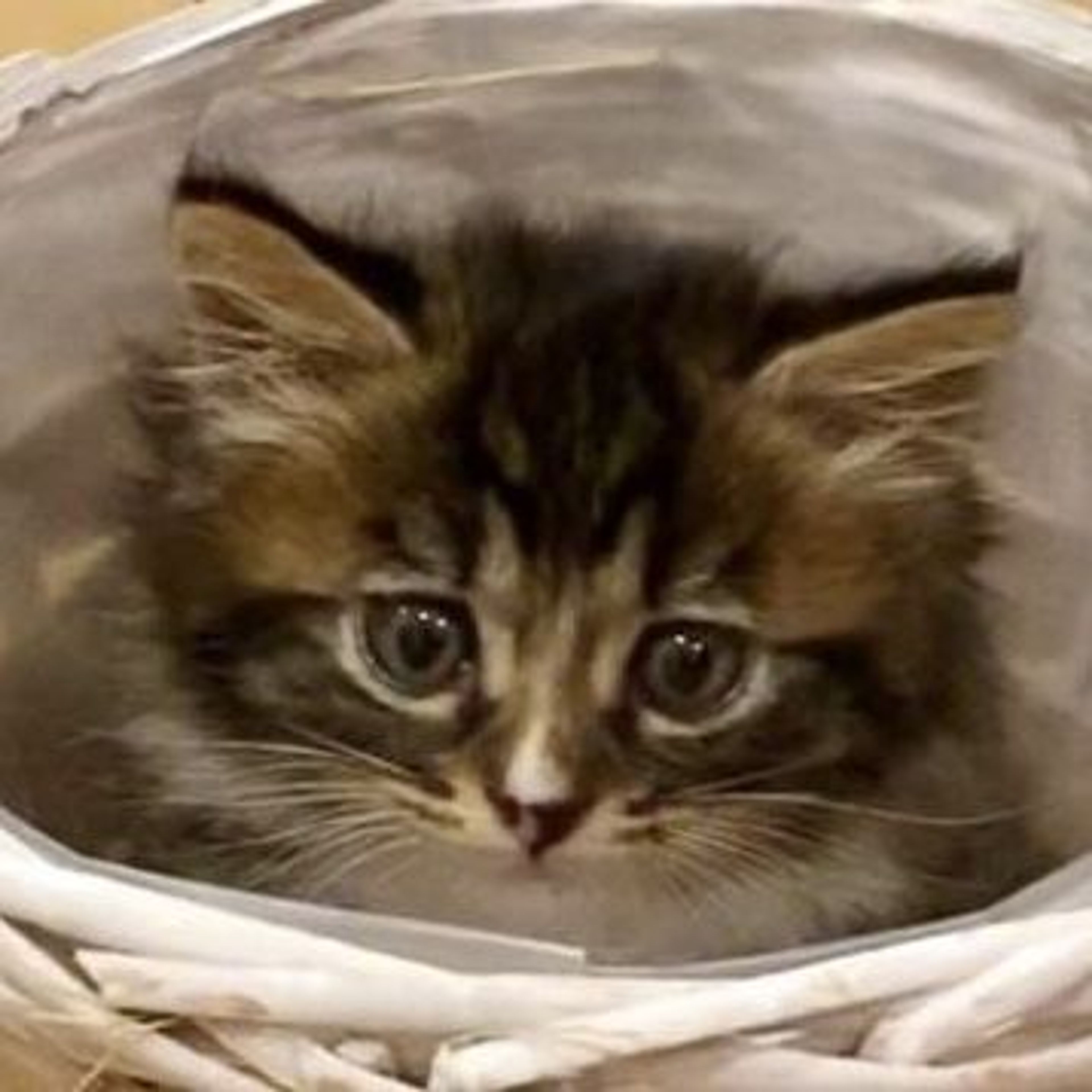 雑種（ミックス猫）・オスの里親募集の写真
