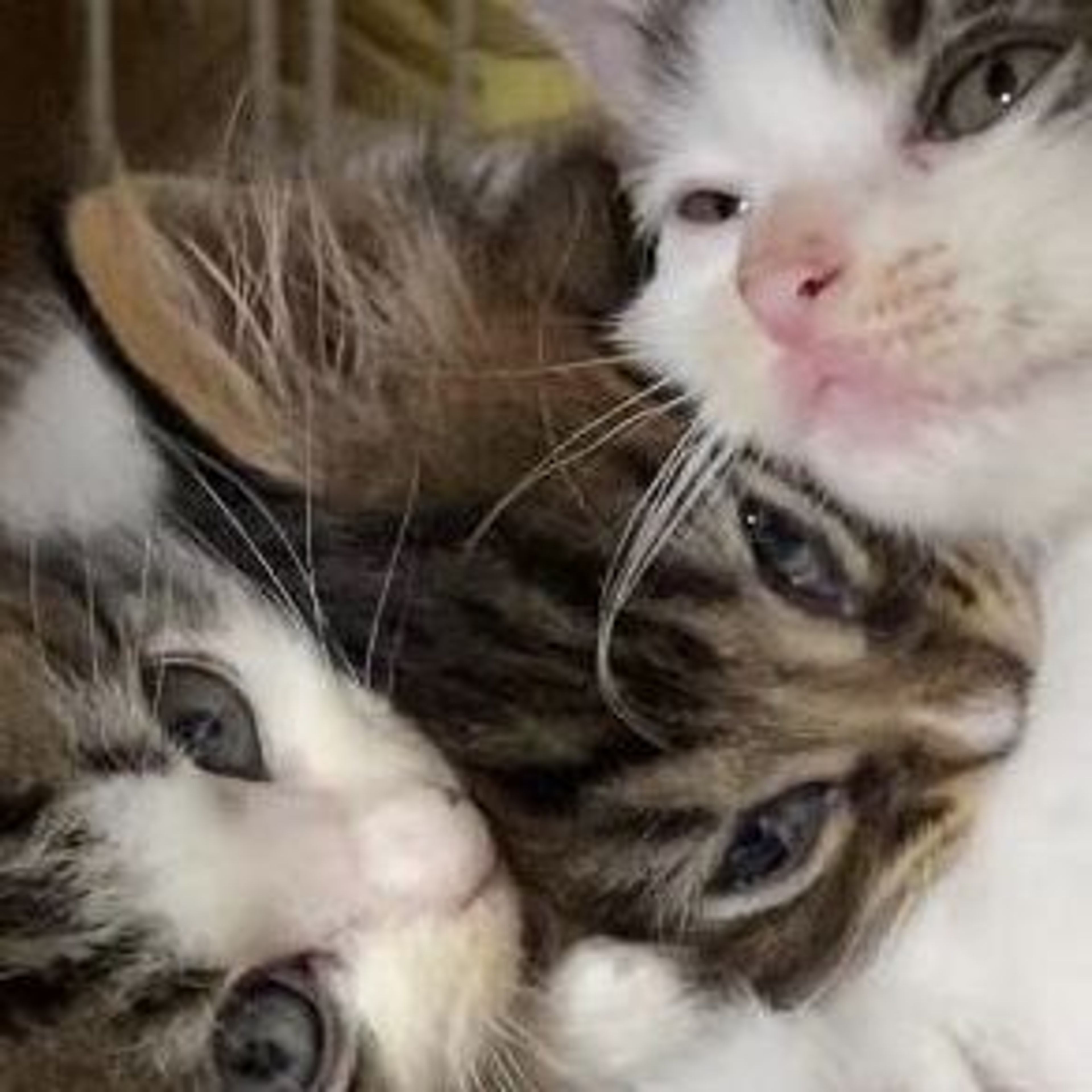 pet-image-7