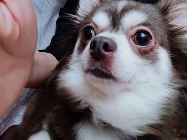 しちの写真