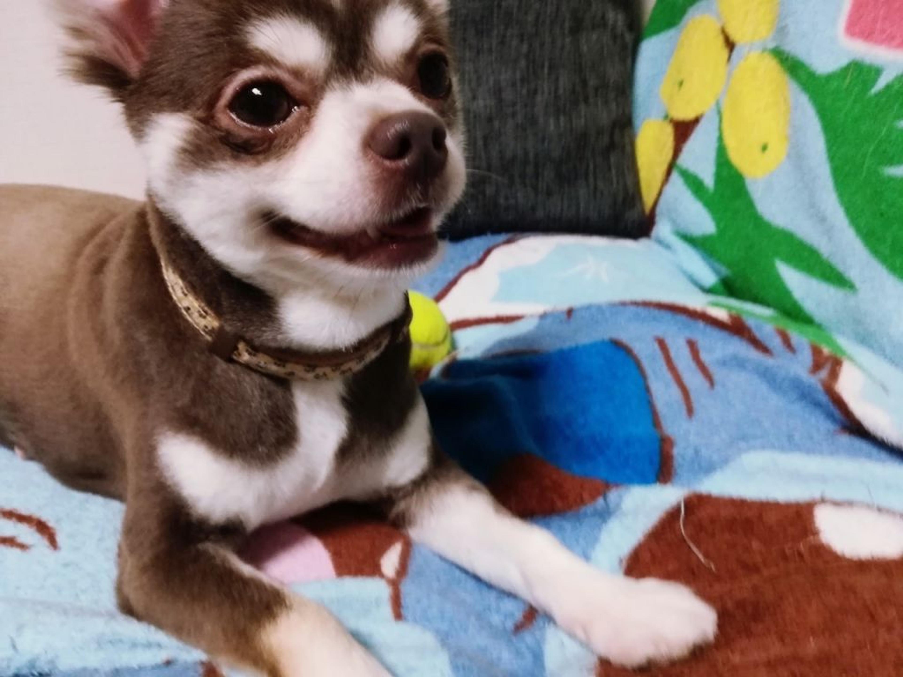 pet-image-2