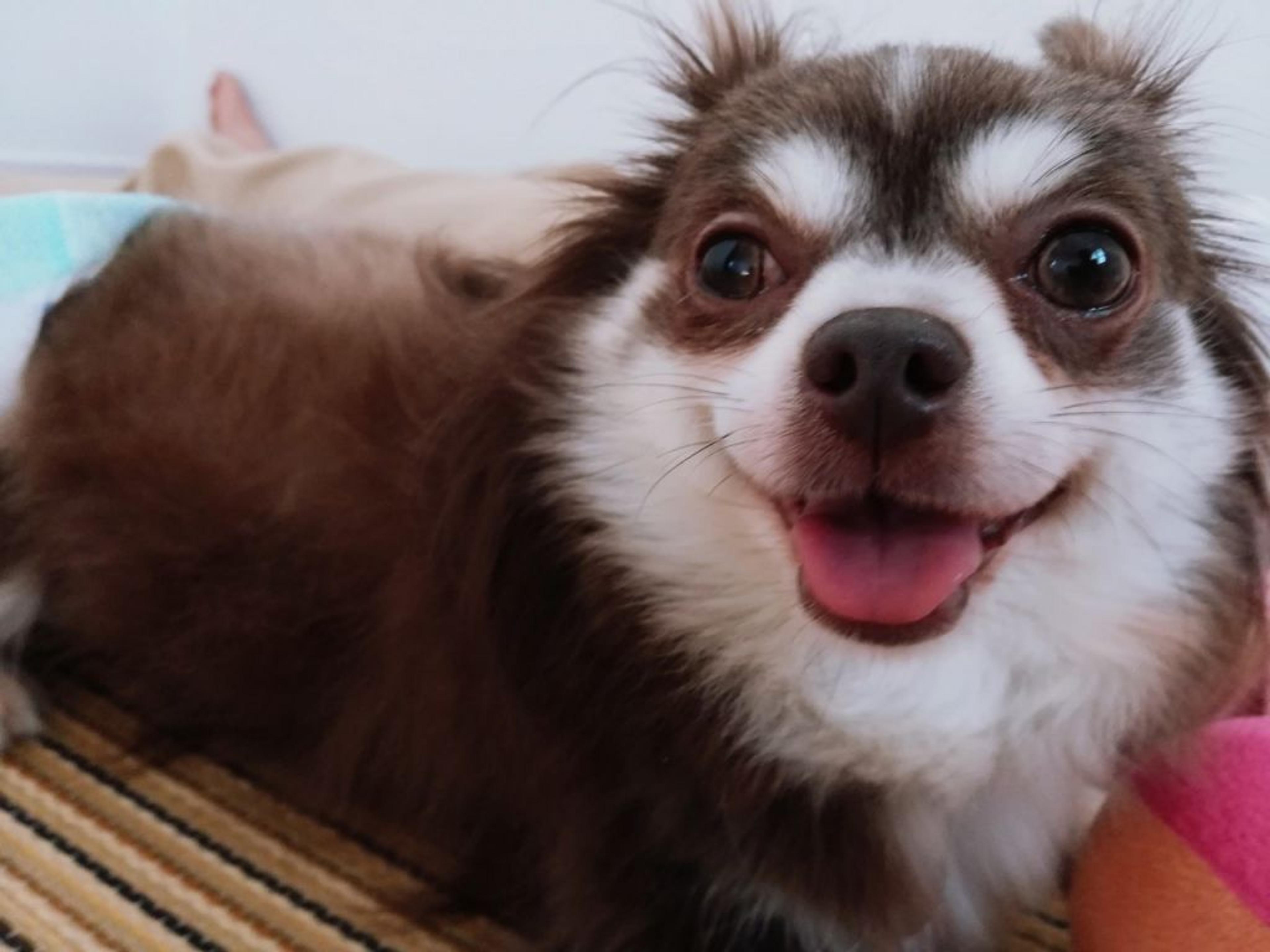 pet-image-3