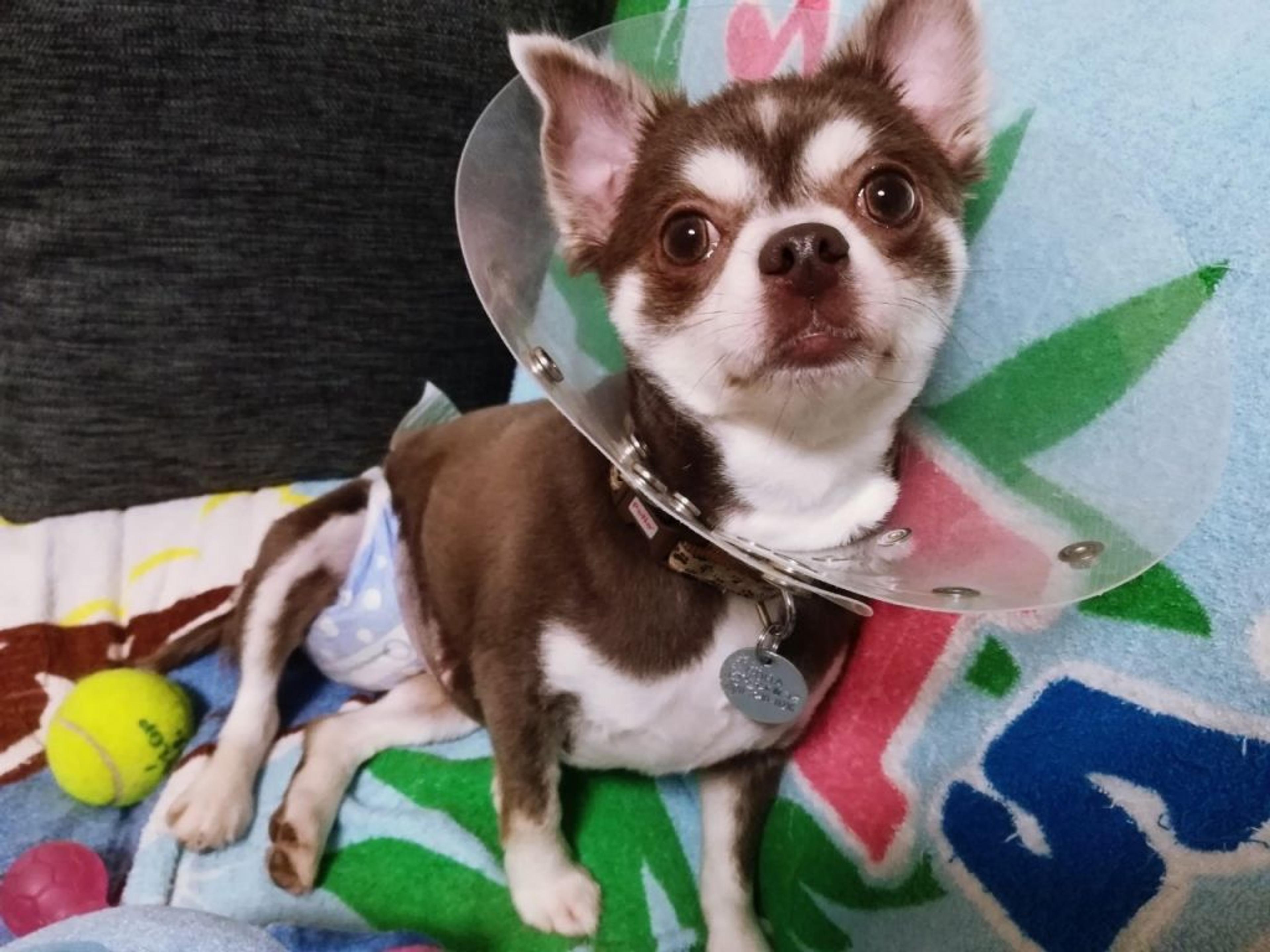 pet-image-6