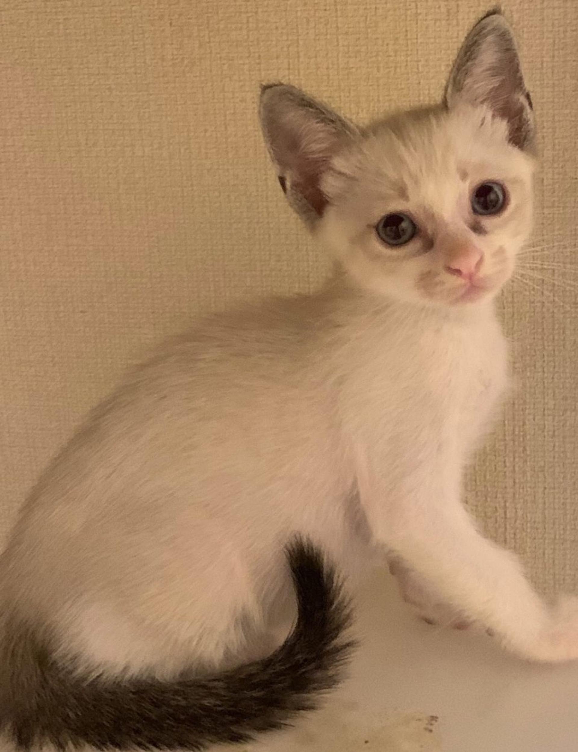 pet-image-2