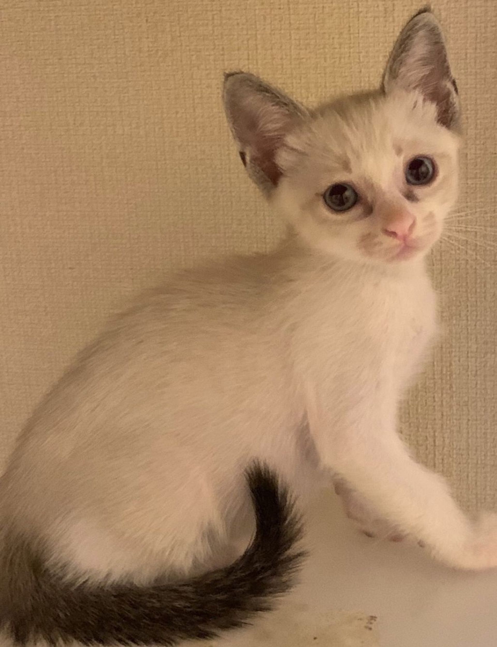 雑種（ミックス猫）・オスの里親募集の写真