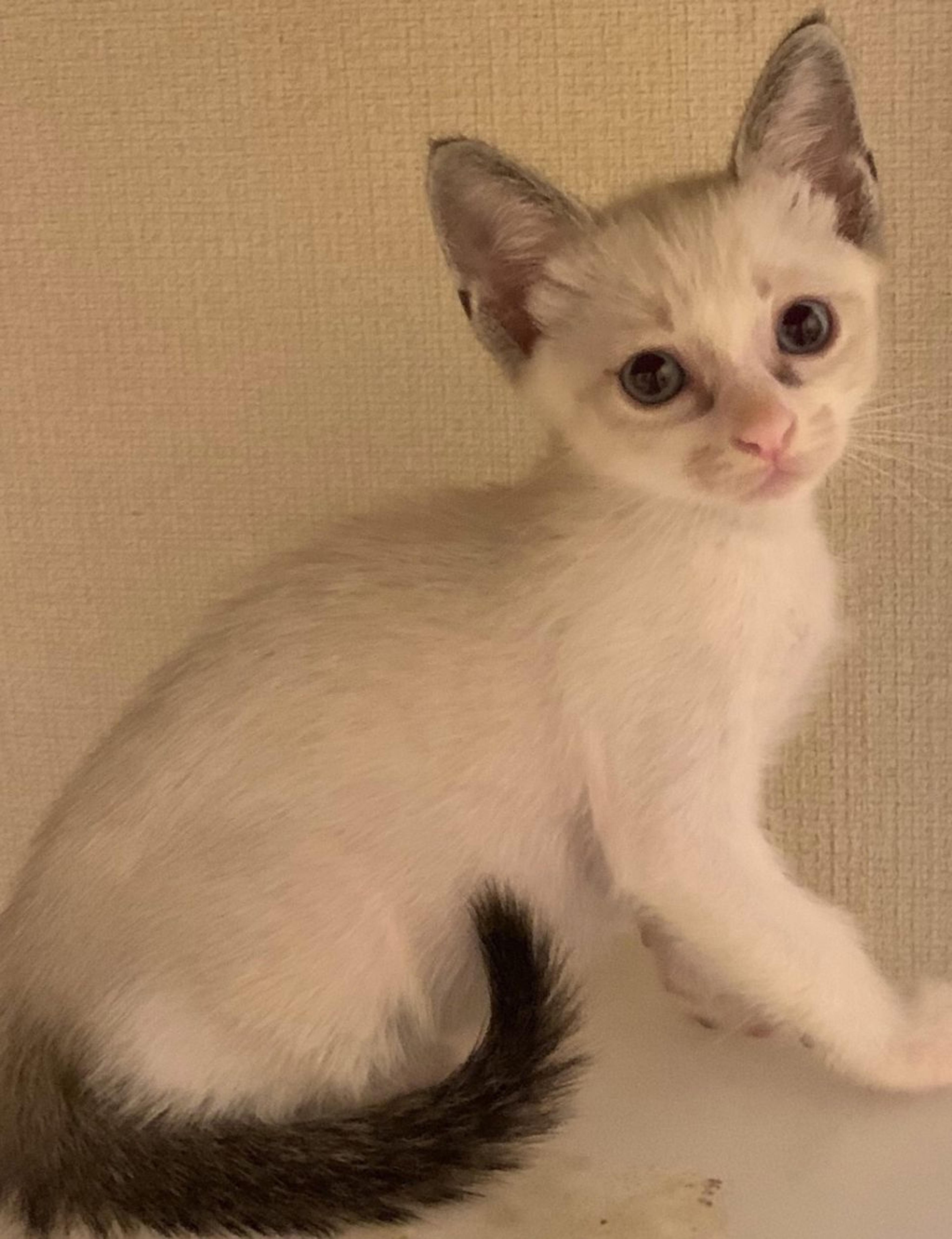 pet-image-2