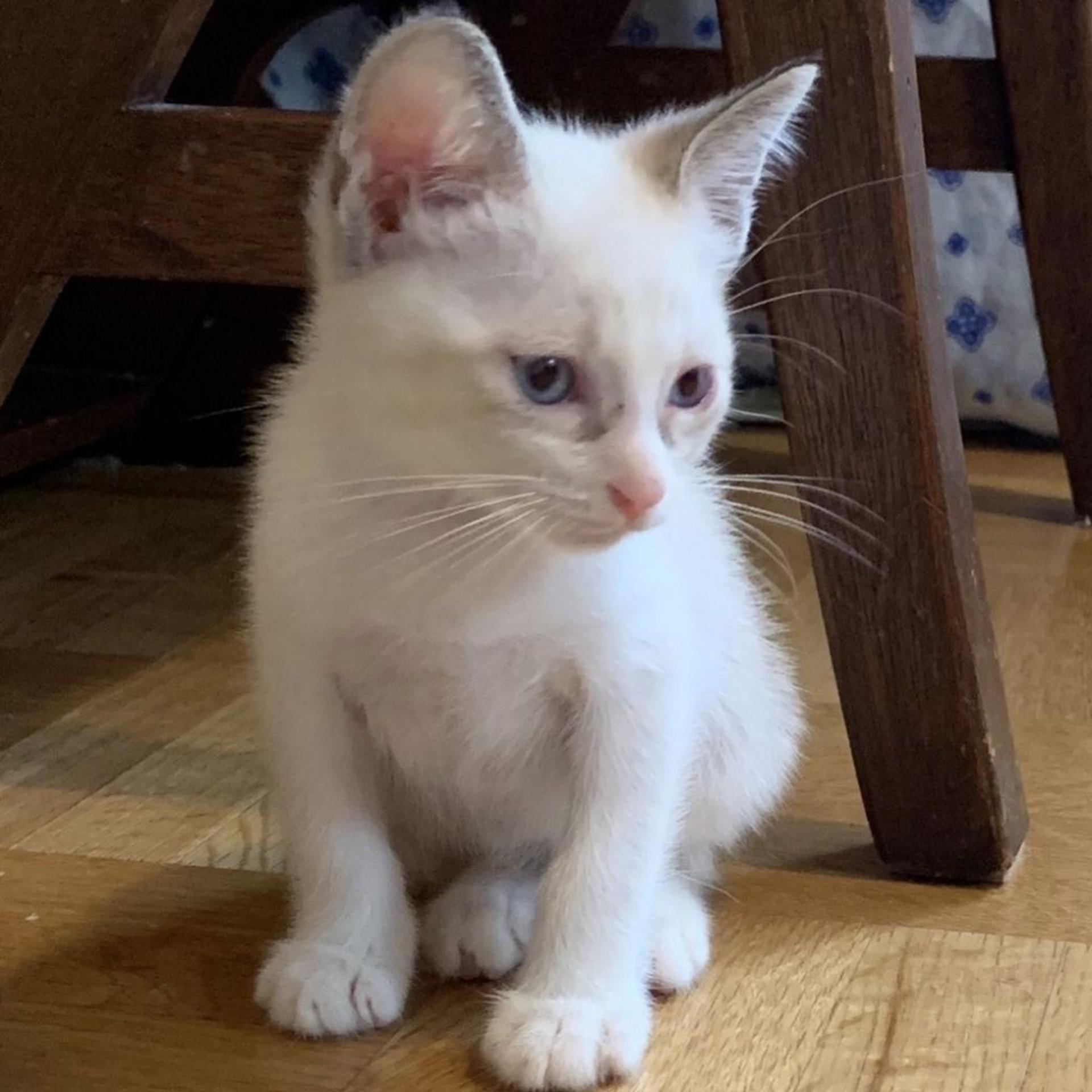 pet-image-4