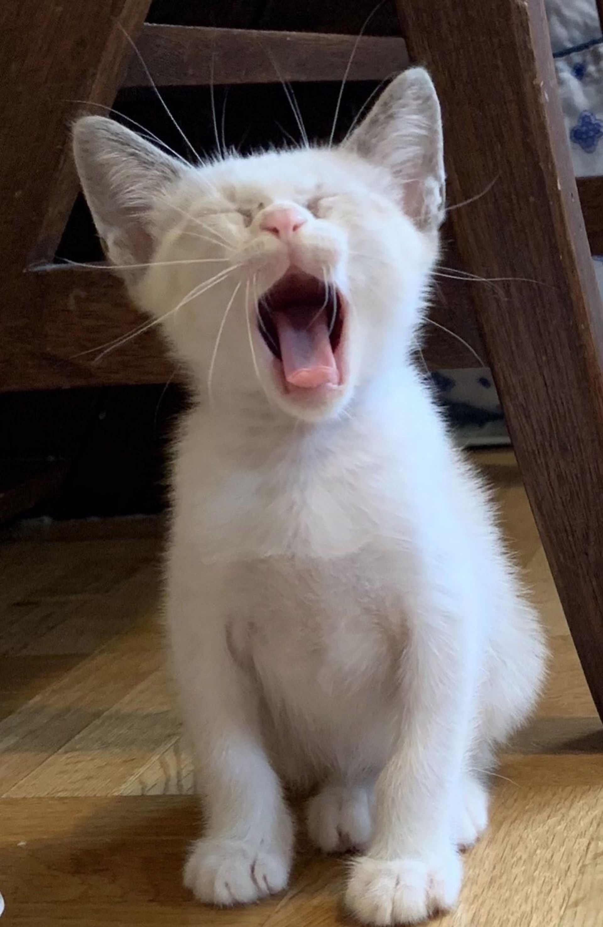 雑種（ミックス猫）・オスの里親募集の写真