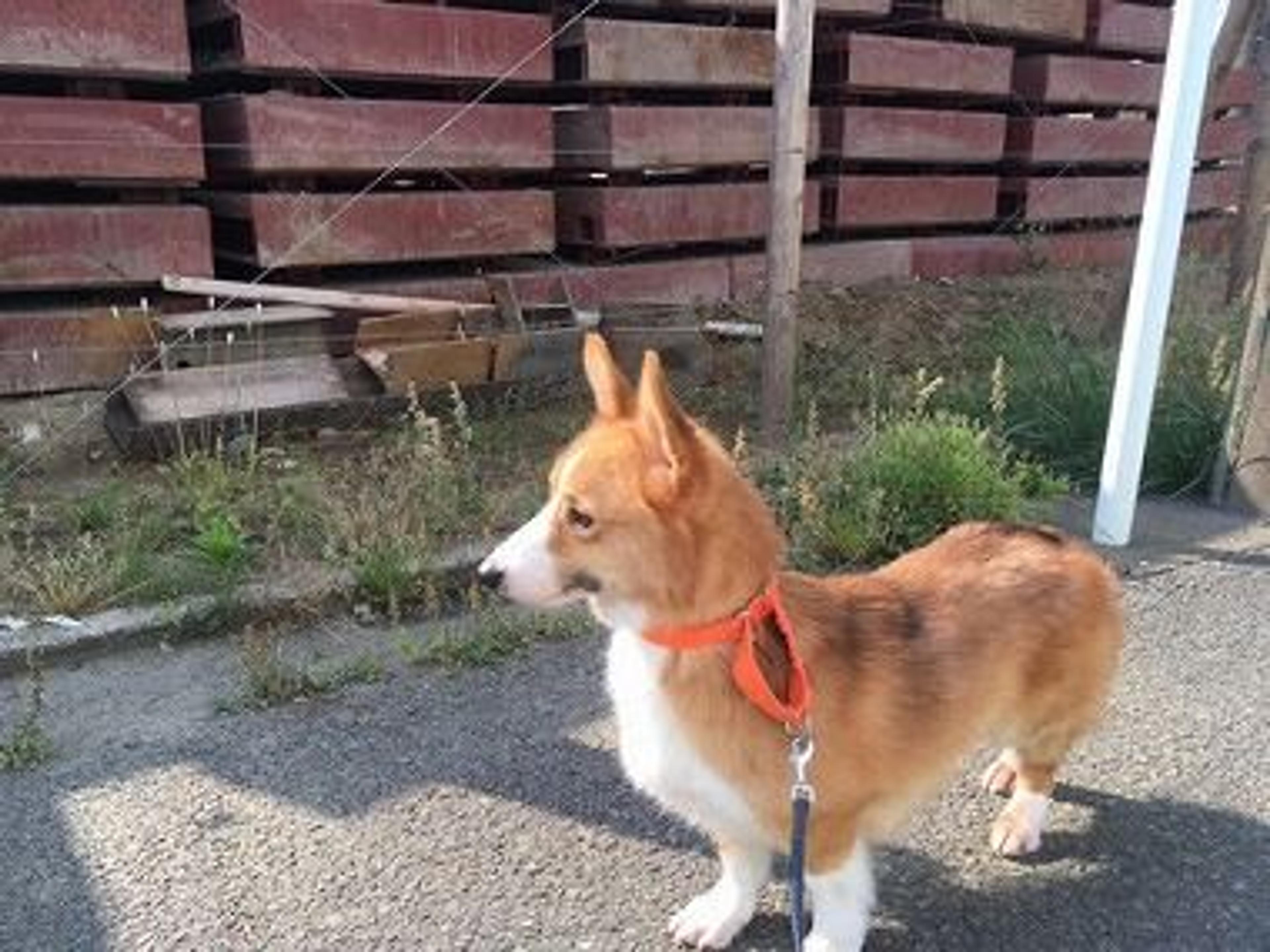 pet-image-2