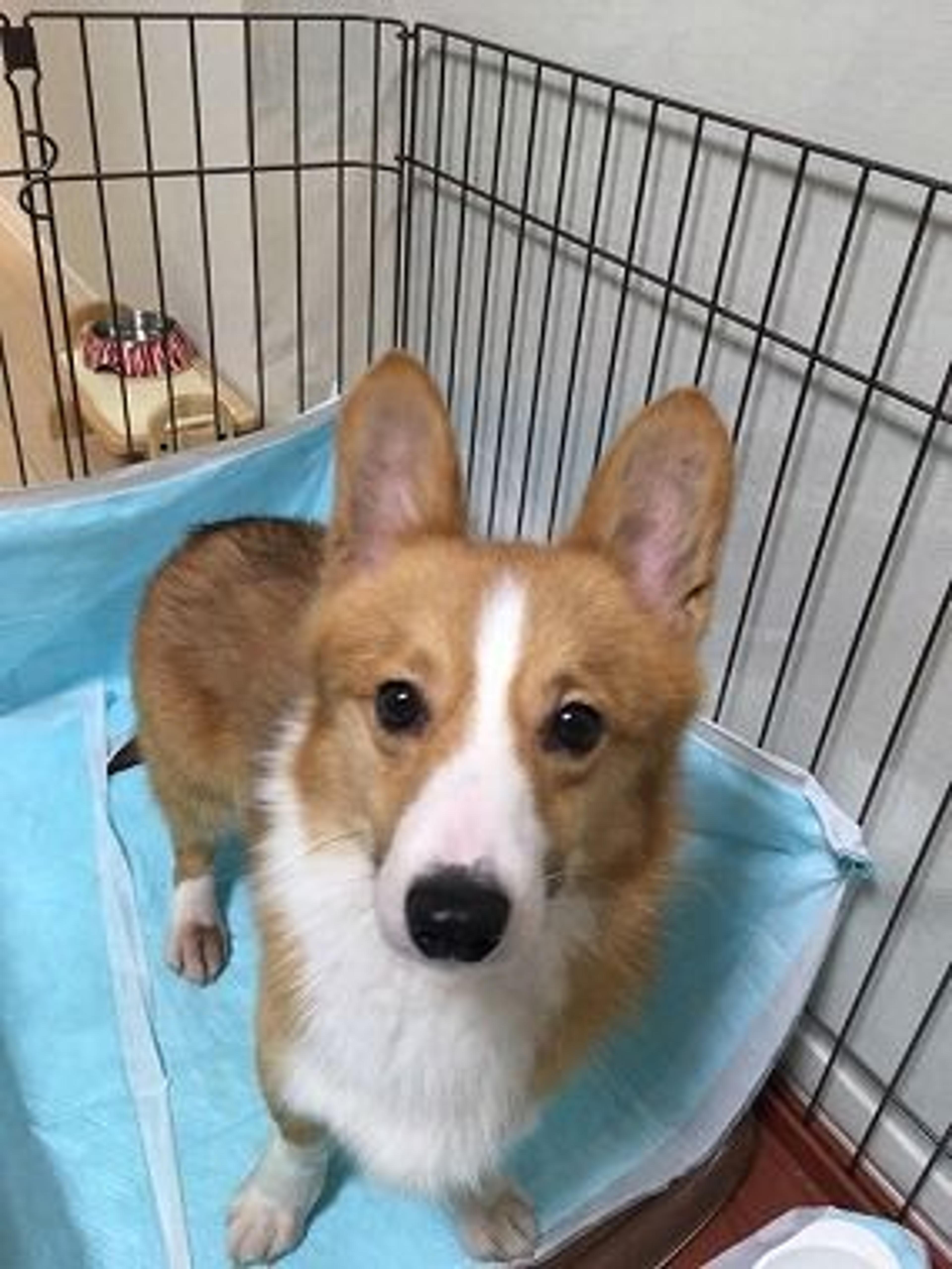pet-image-3