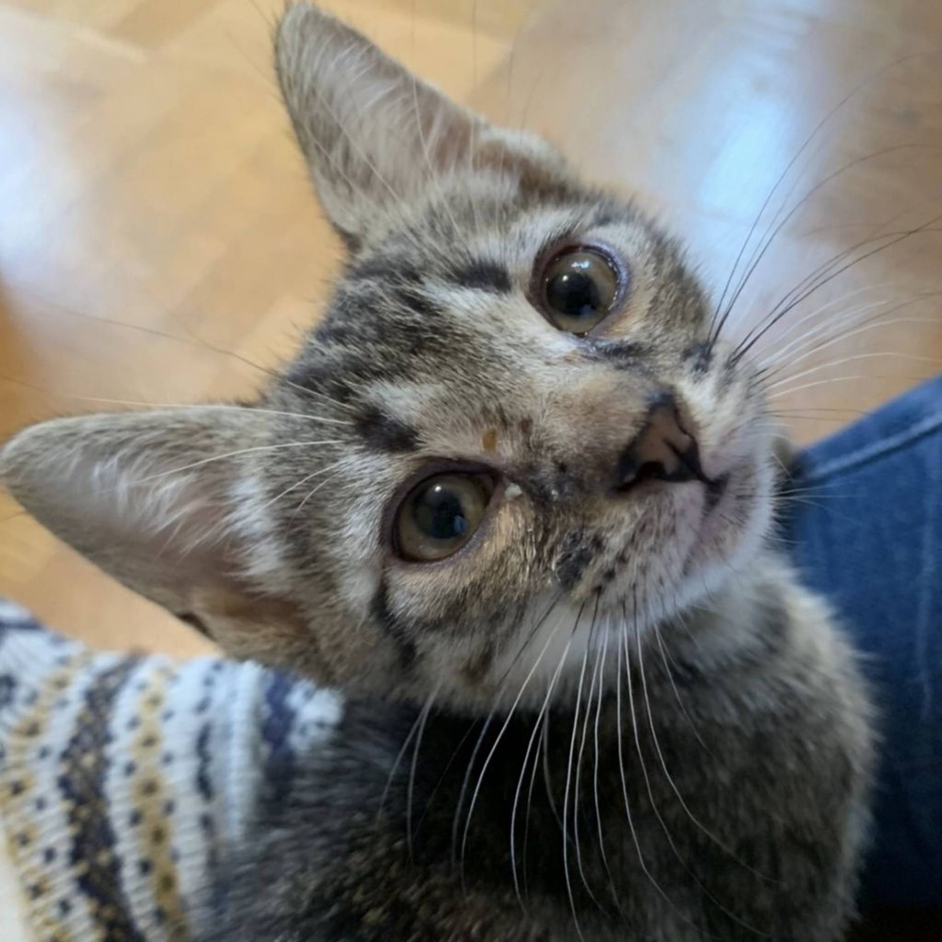 雑種（ミックス猫）・メスの里親募集の写真