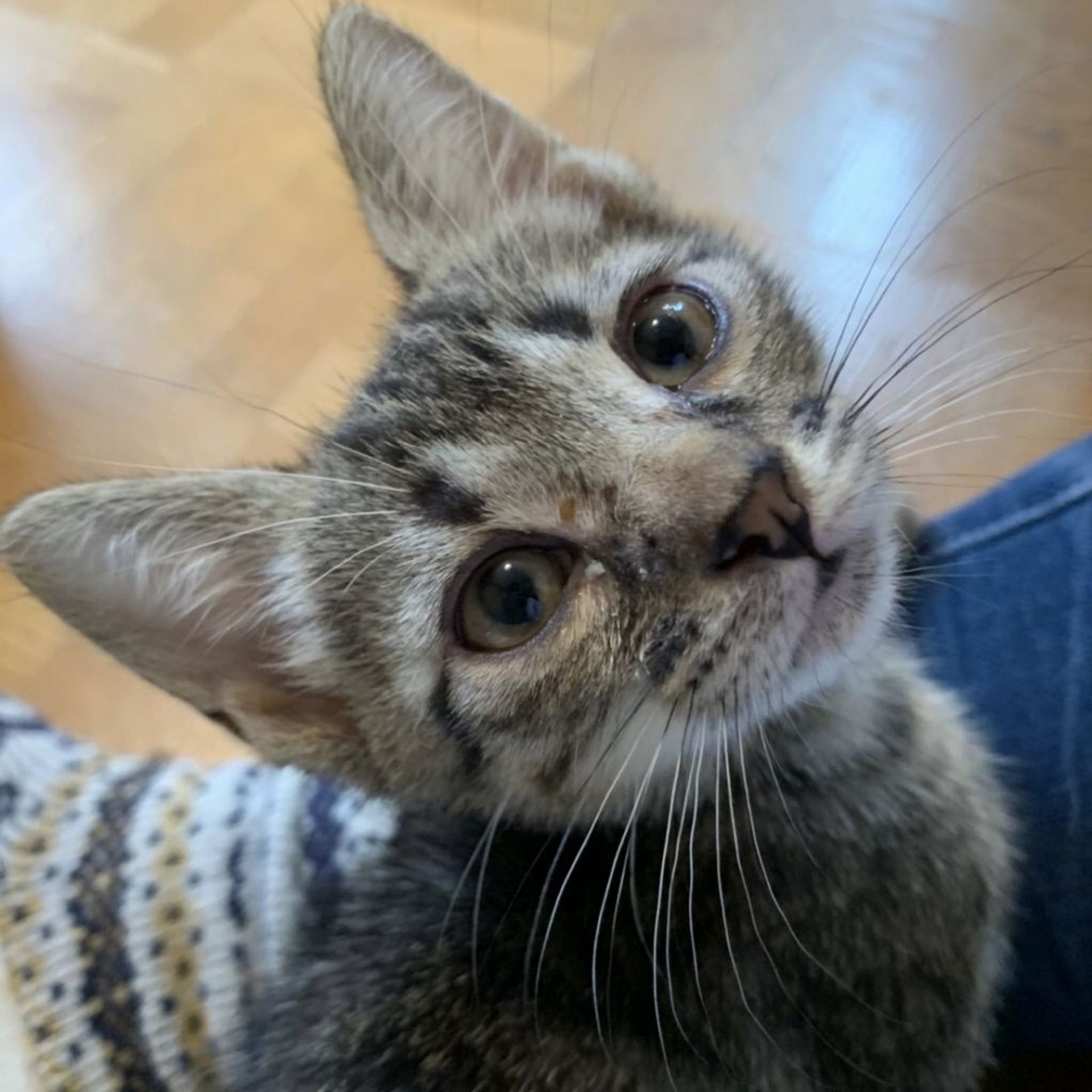 雑種（ミックス猫）・メスの里親募集の写真