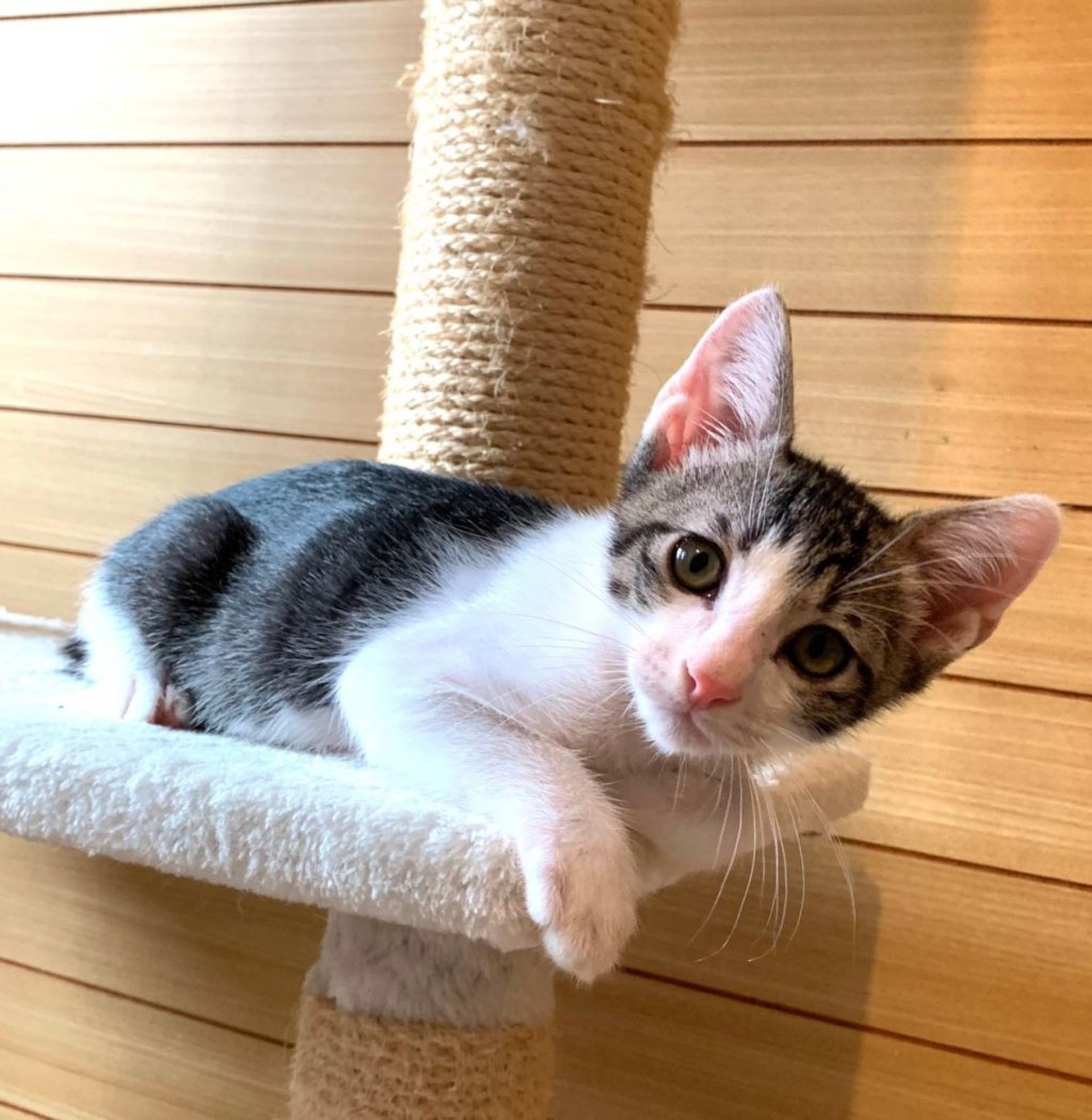 雑種（ミックス猫）・オスの里親募集の写真