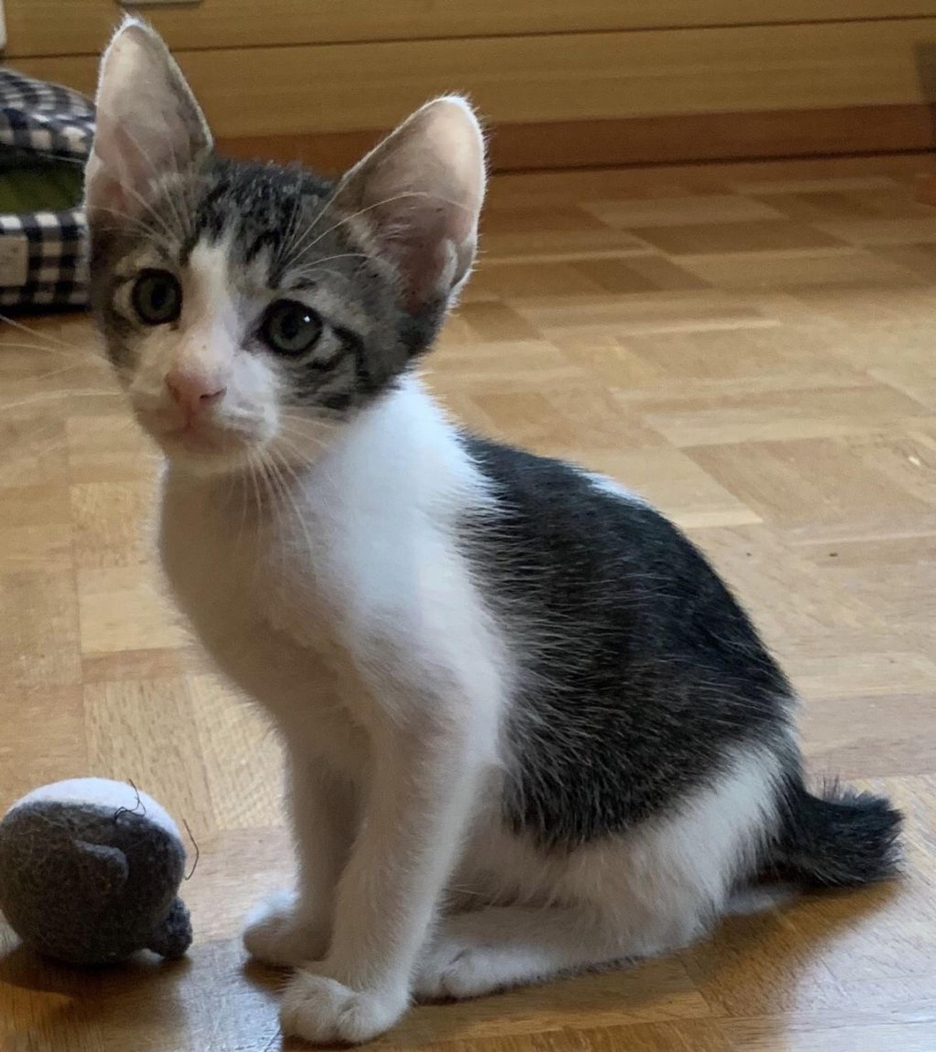 pet-image-4