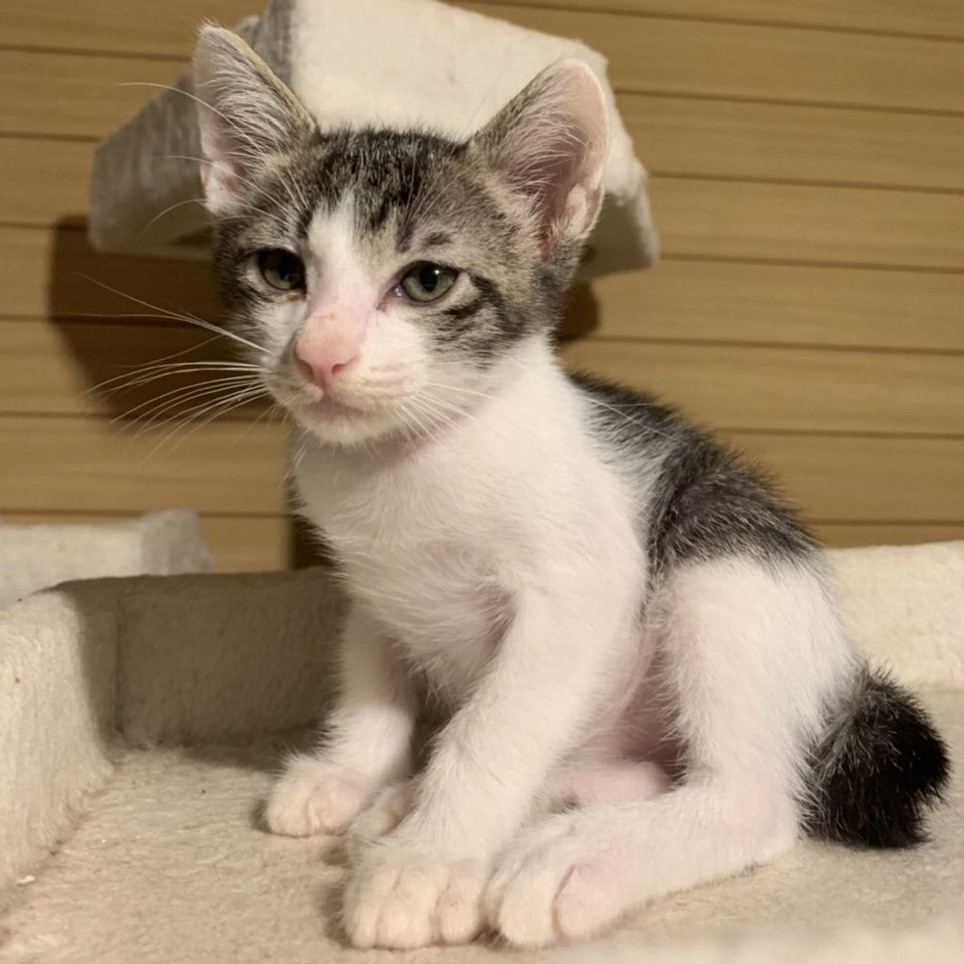 pet-image-8