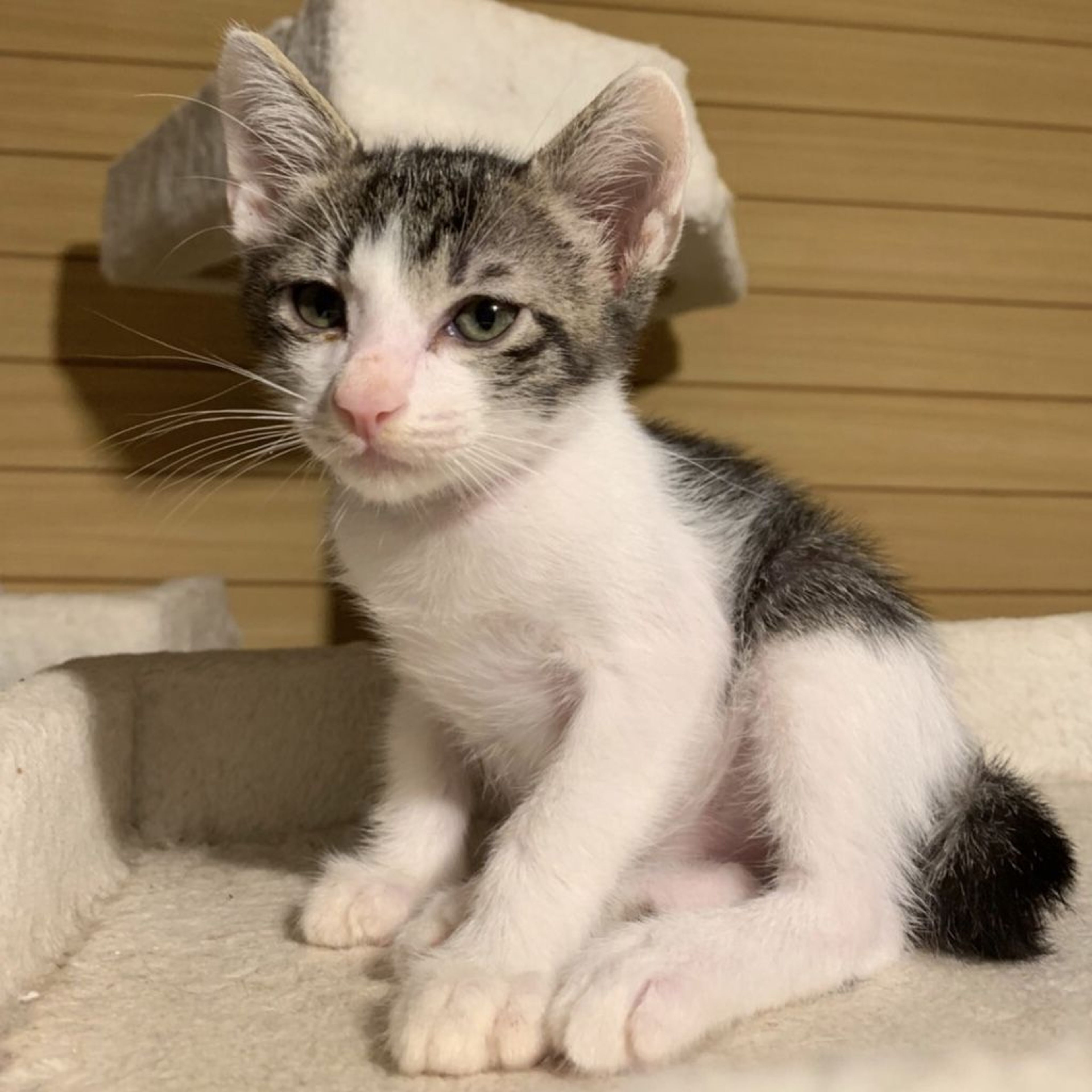 pet-image-8