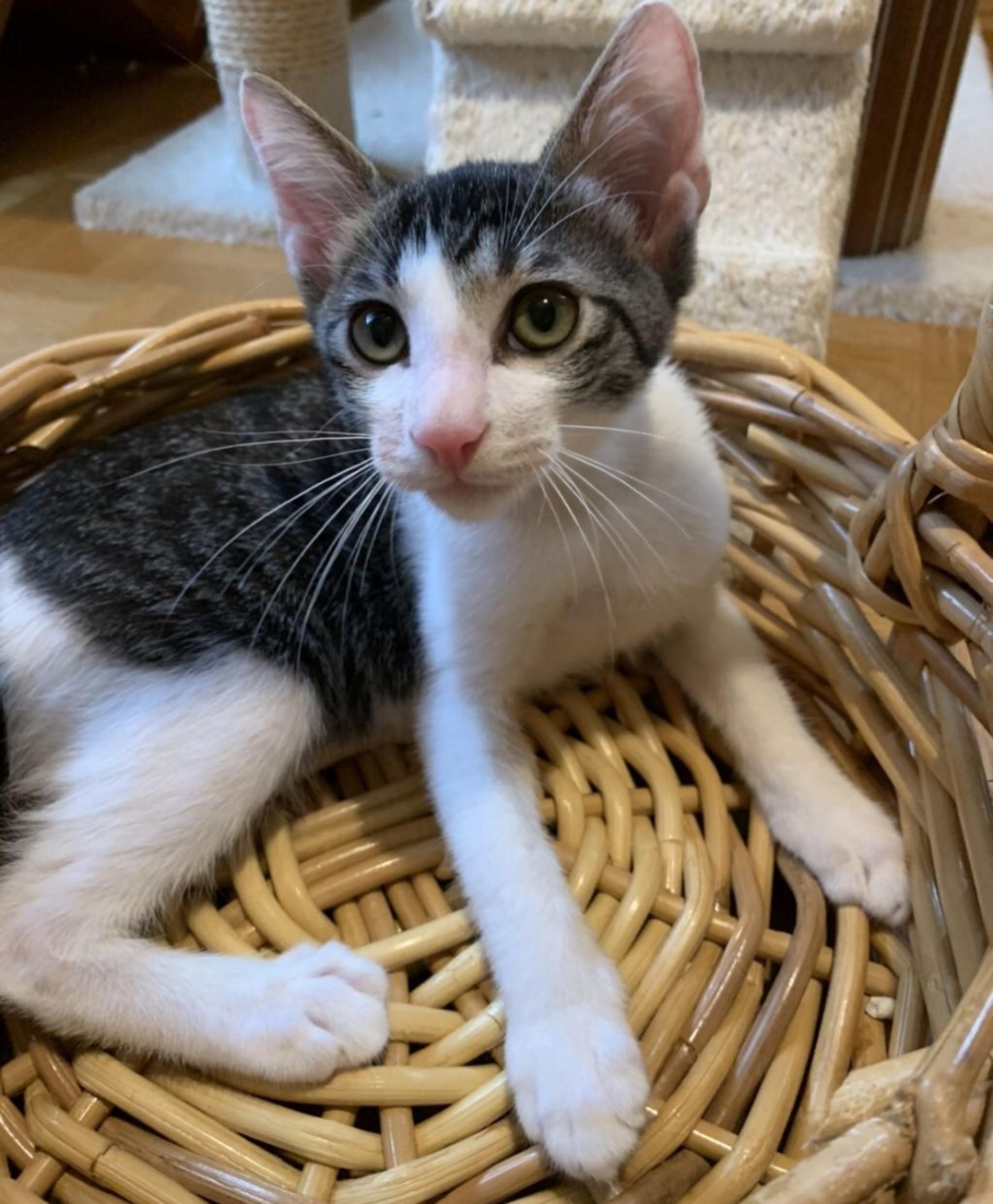 pet-image-5