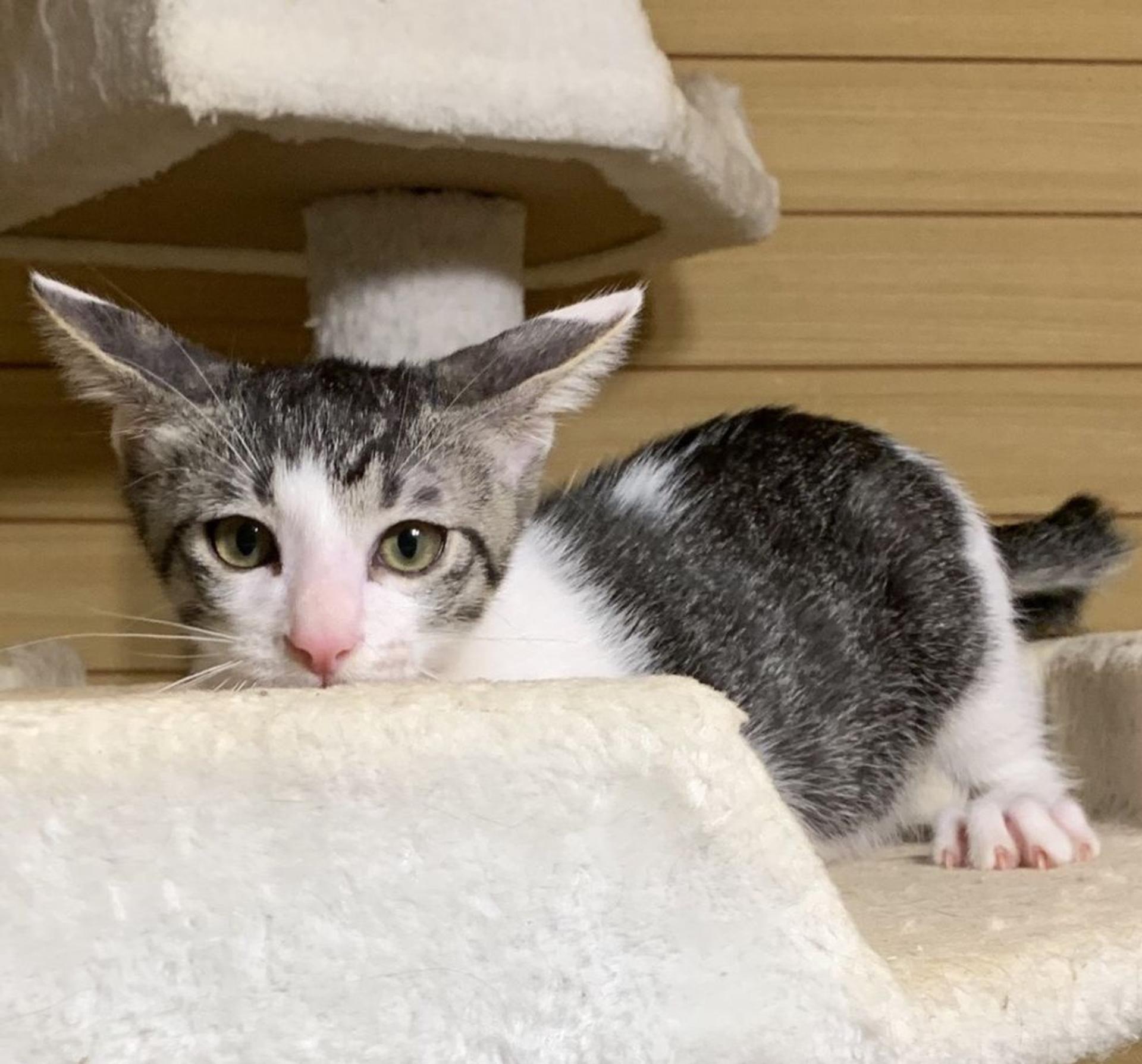 pet-image-9