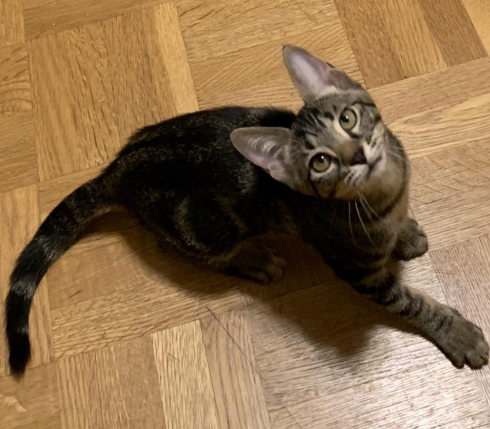 pet-image-4