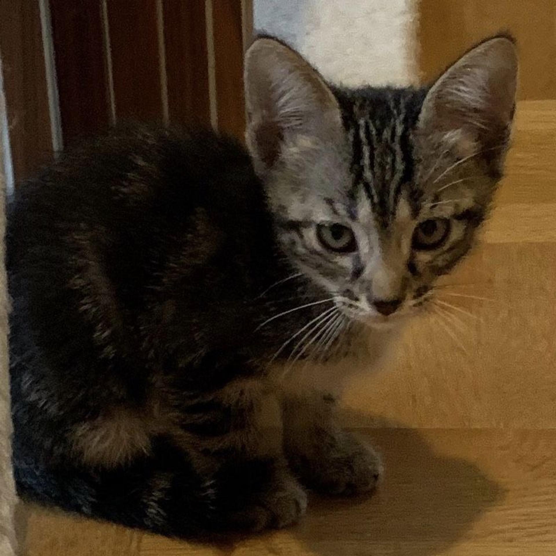 pet-image-5