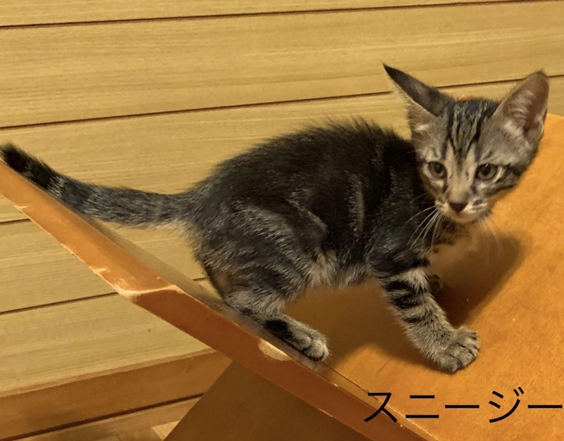 pet-image-9