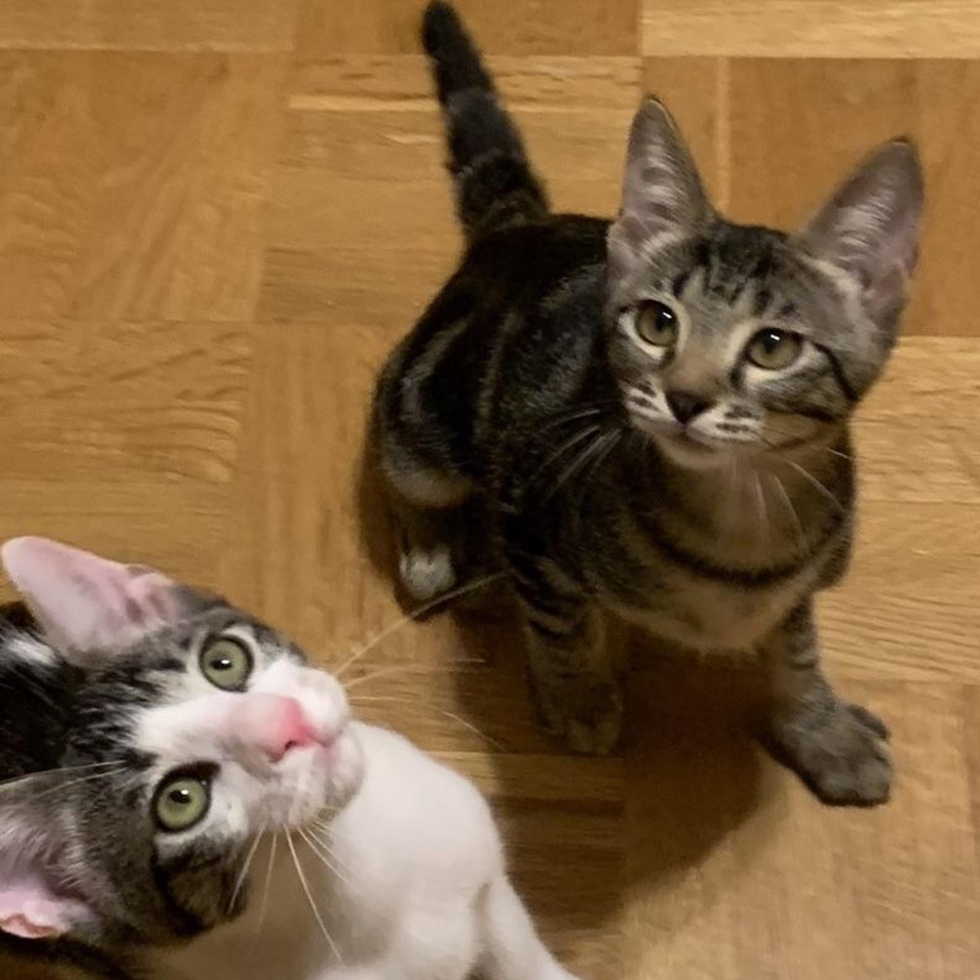 pet-image-3