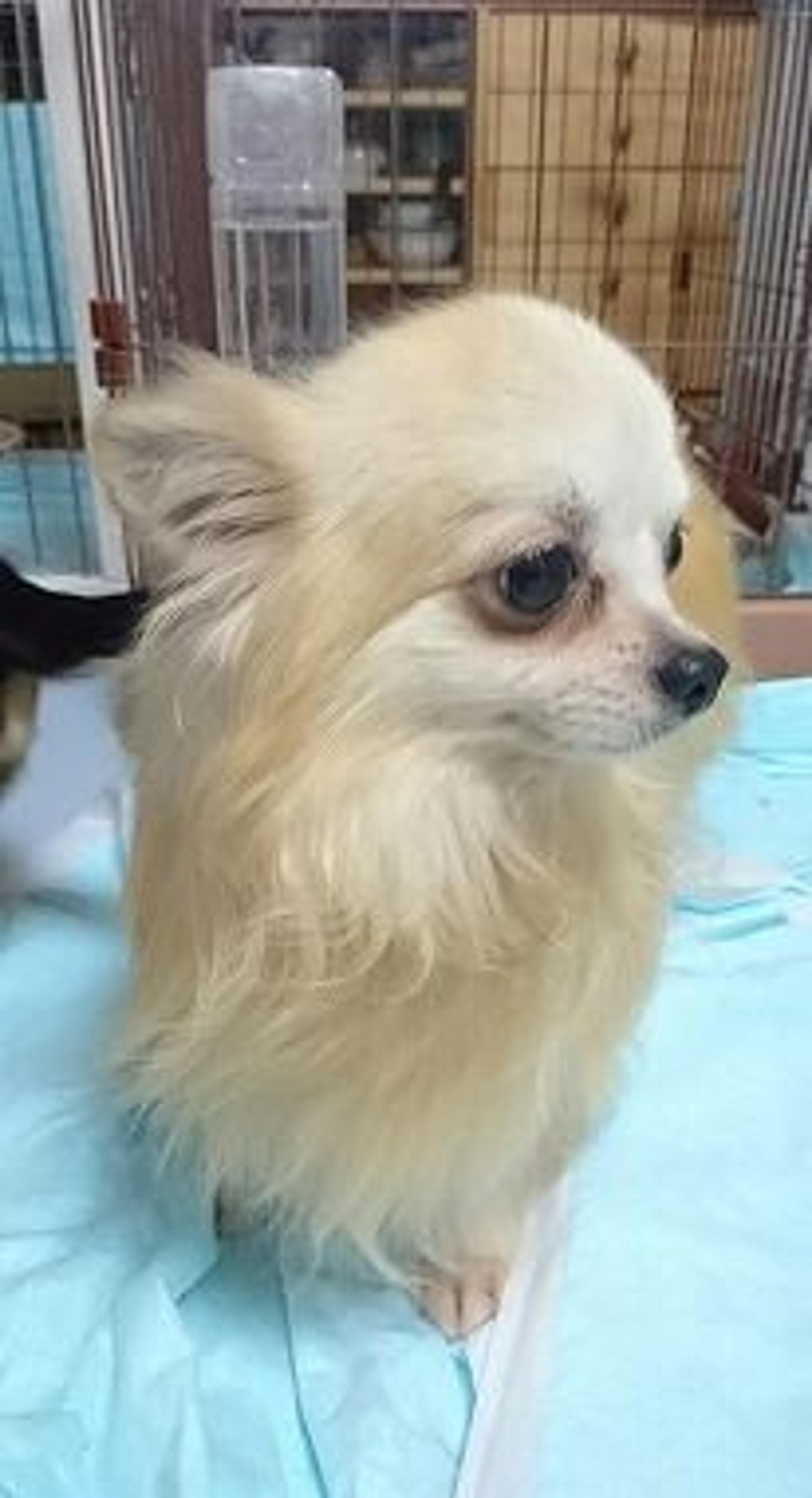 pet-image-2
