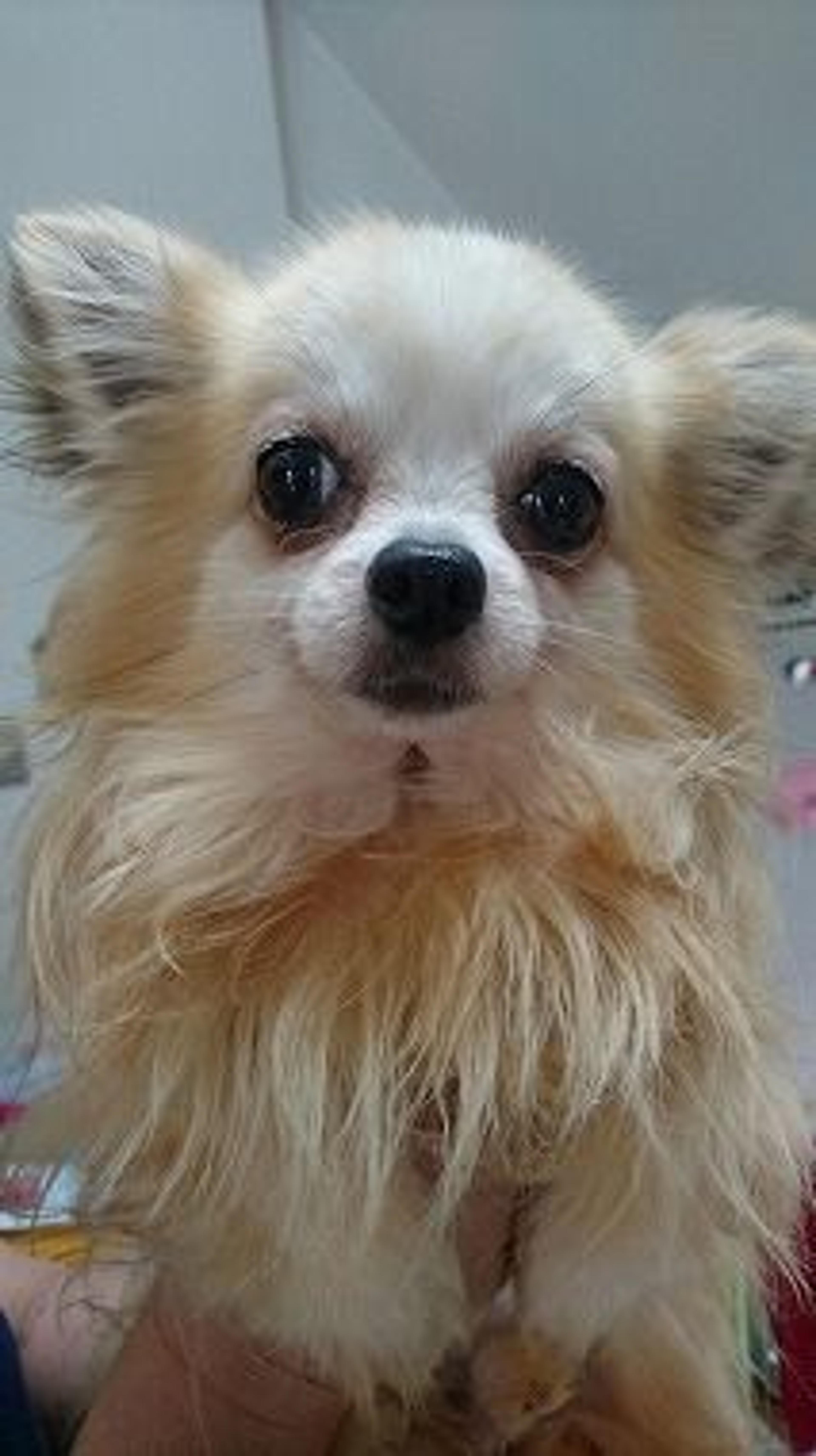 pet-image-3
