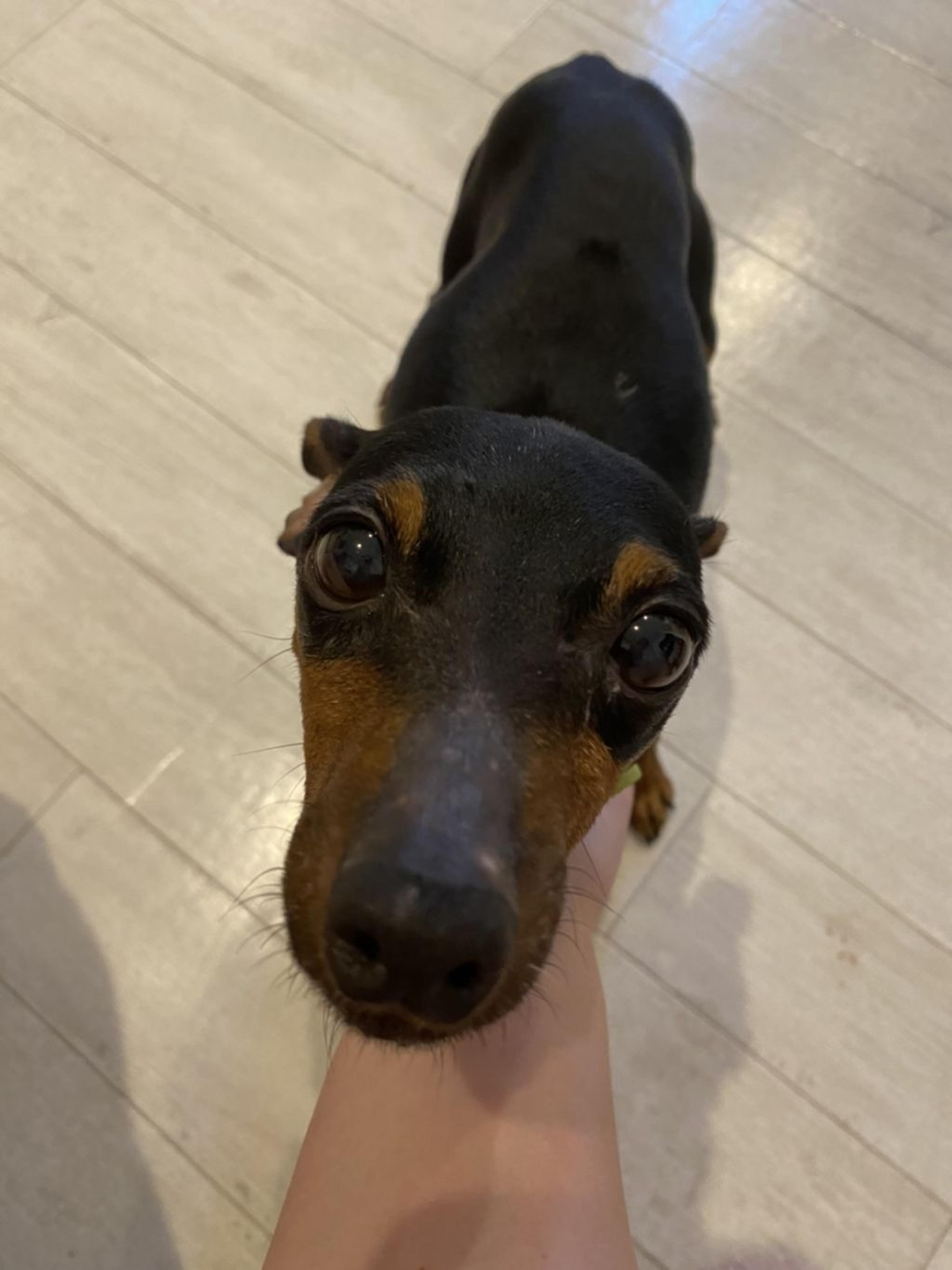 pet-image-2