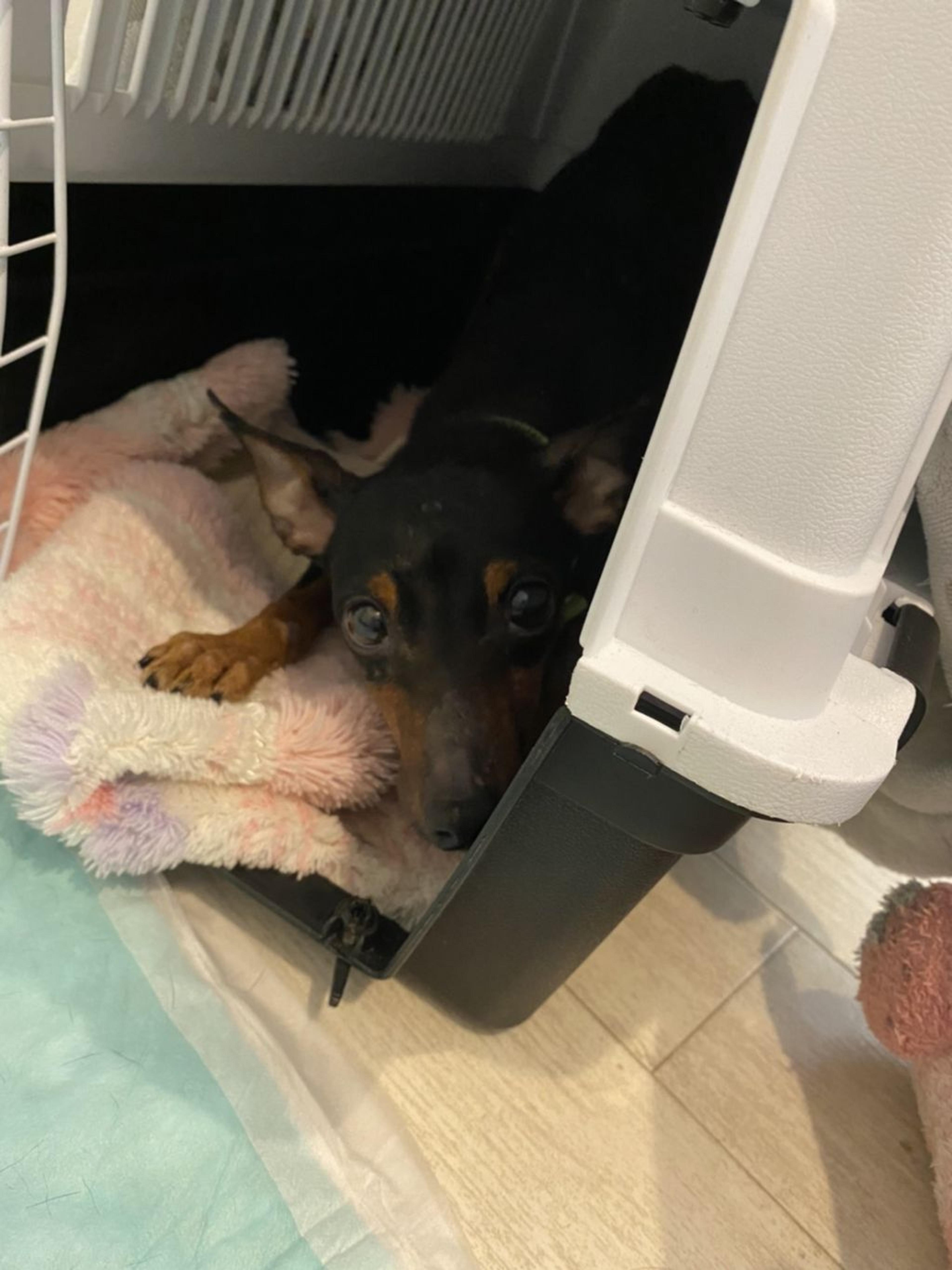 pet-image-3