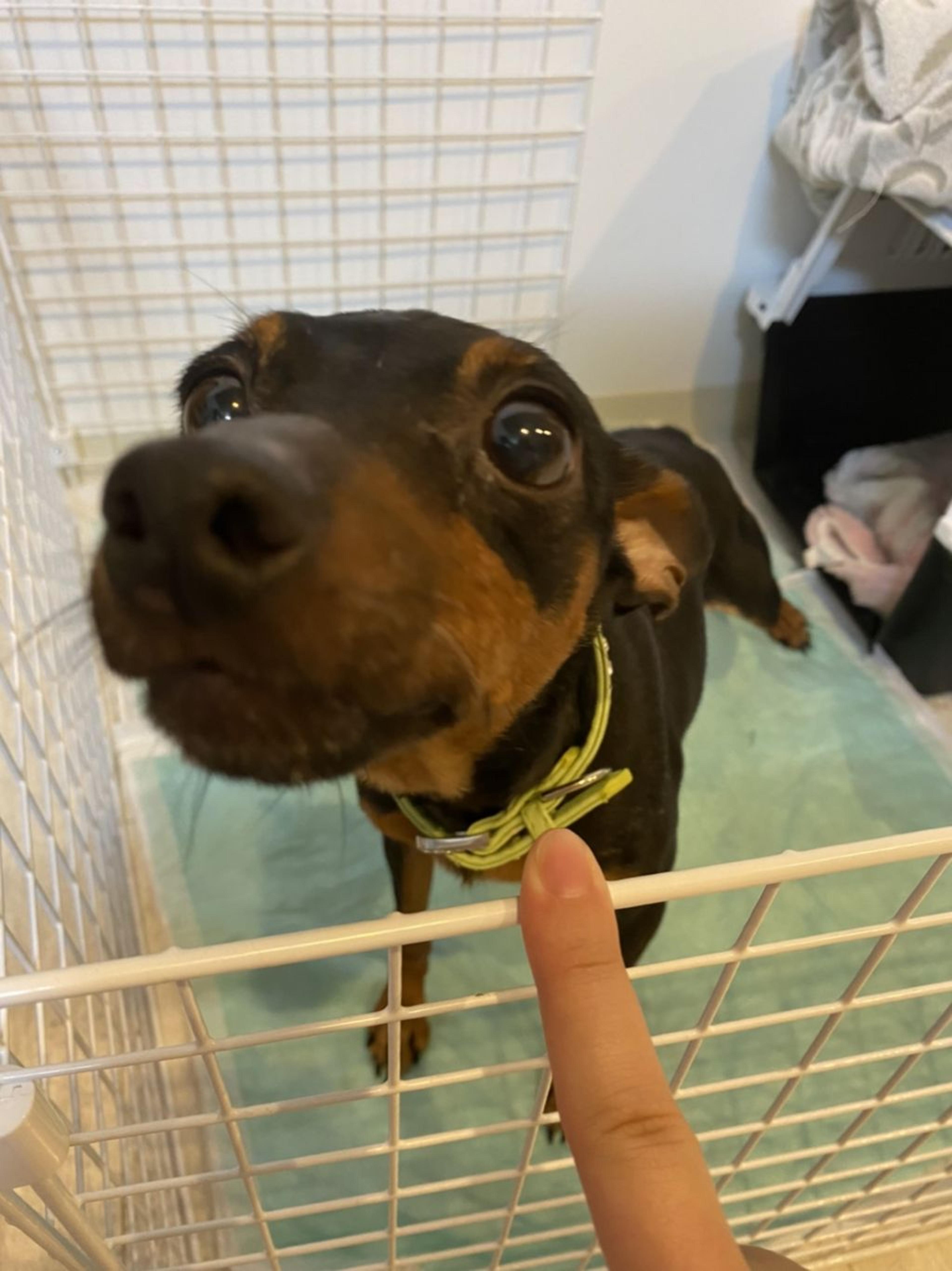 pet-image-4
