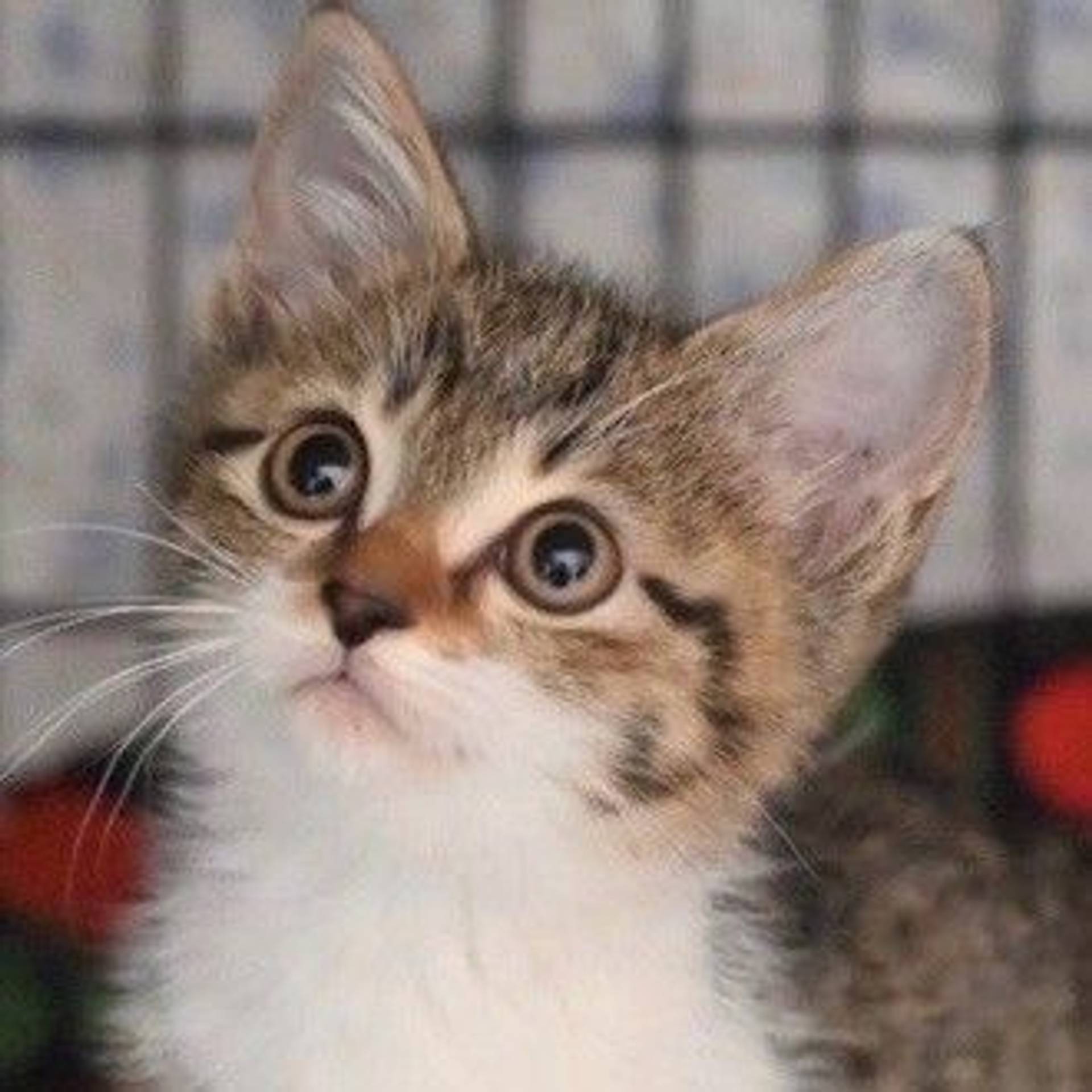 雑種（ミックス猫）・オスの里親募集の写真