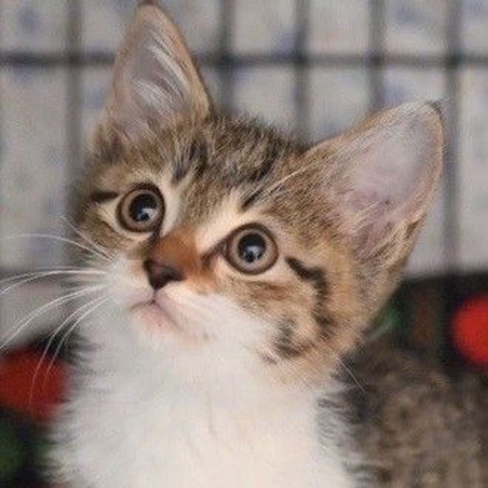 雑種（ミックス猫）・オスの里親募集の写真