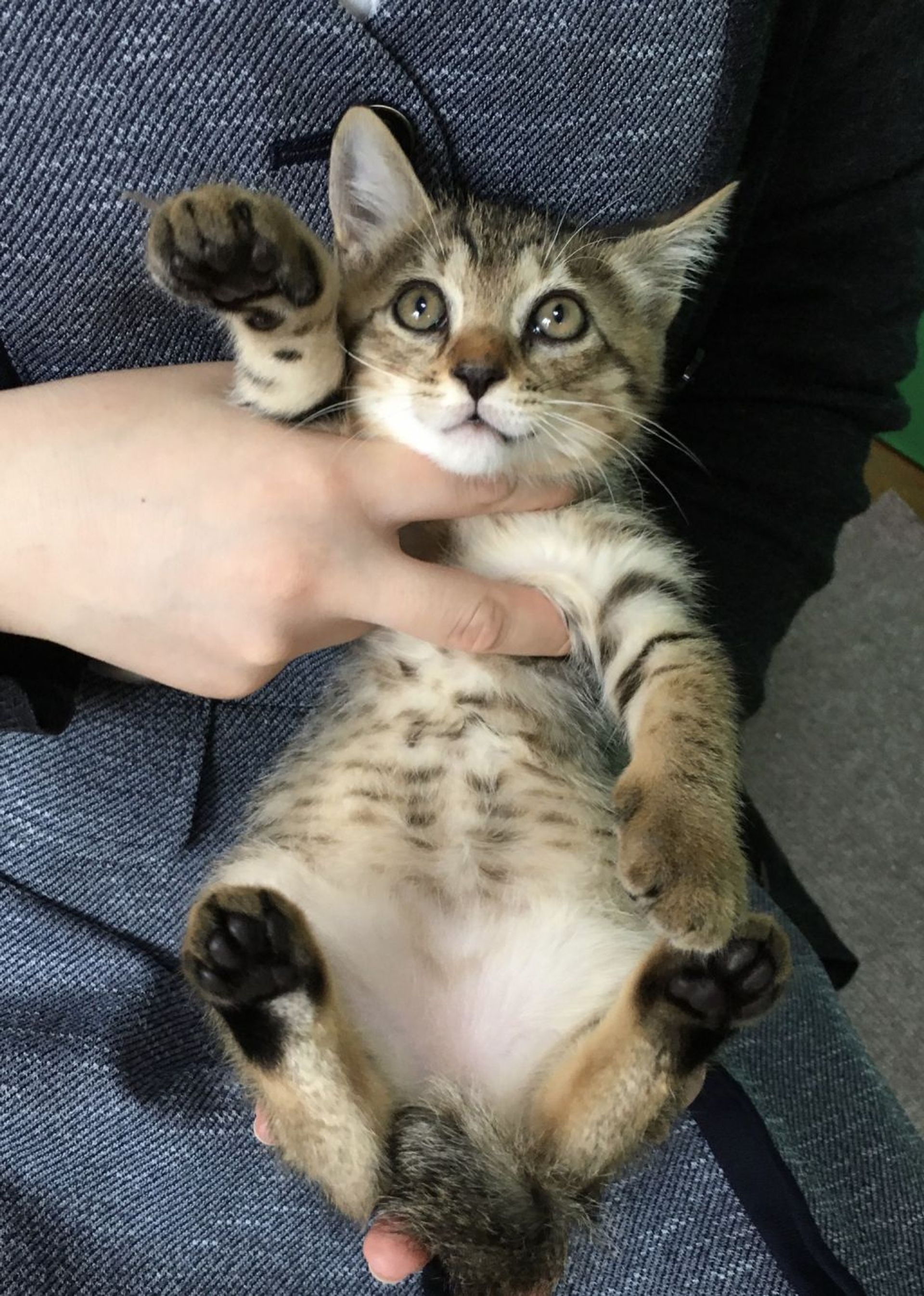 雑種（ミックス猫）・オスの里親募集の写真