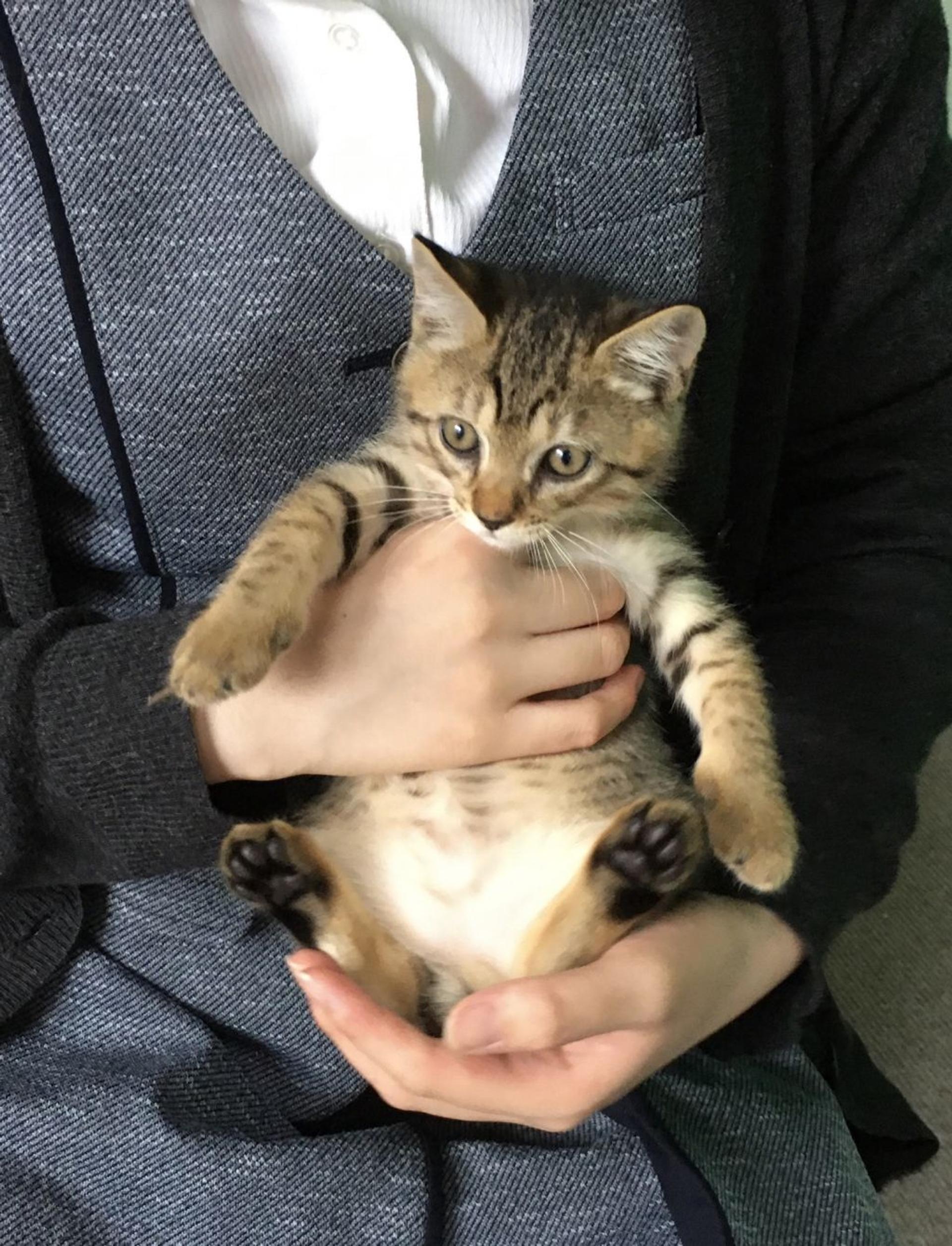 pet-image-2
