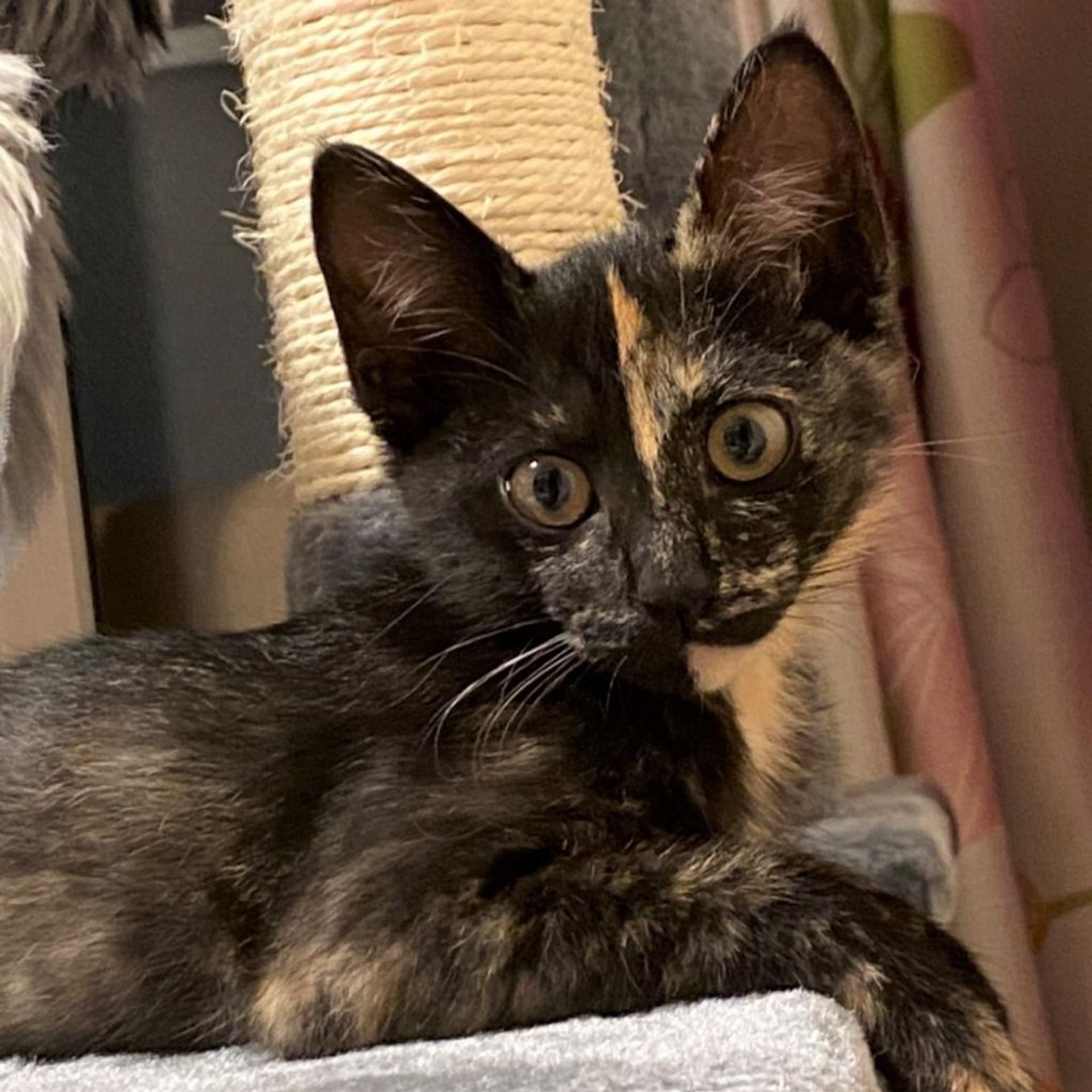 雑種（ミックス猫）・メスの里親募集の写真