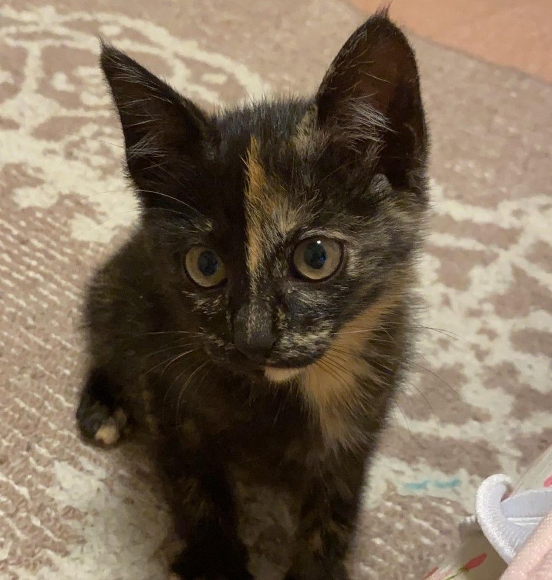 pet-image-2
