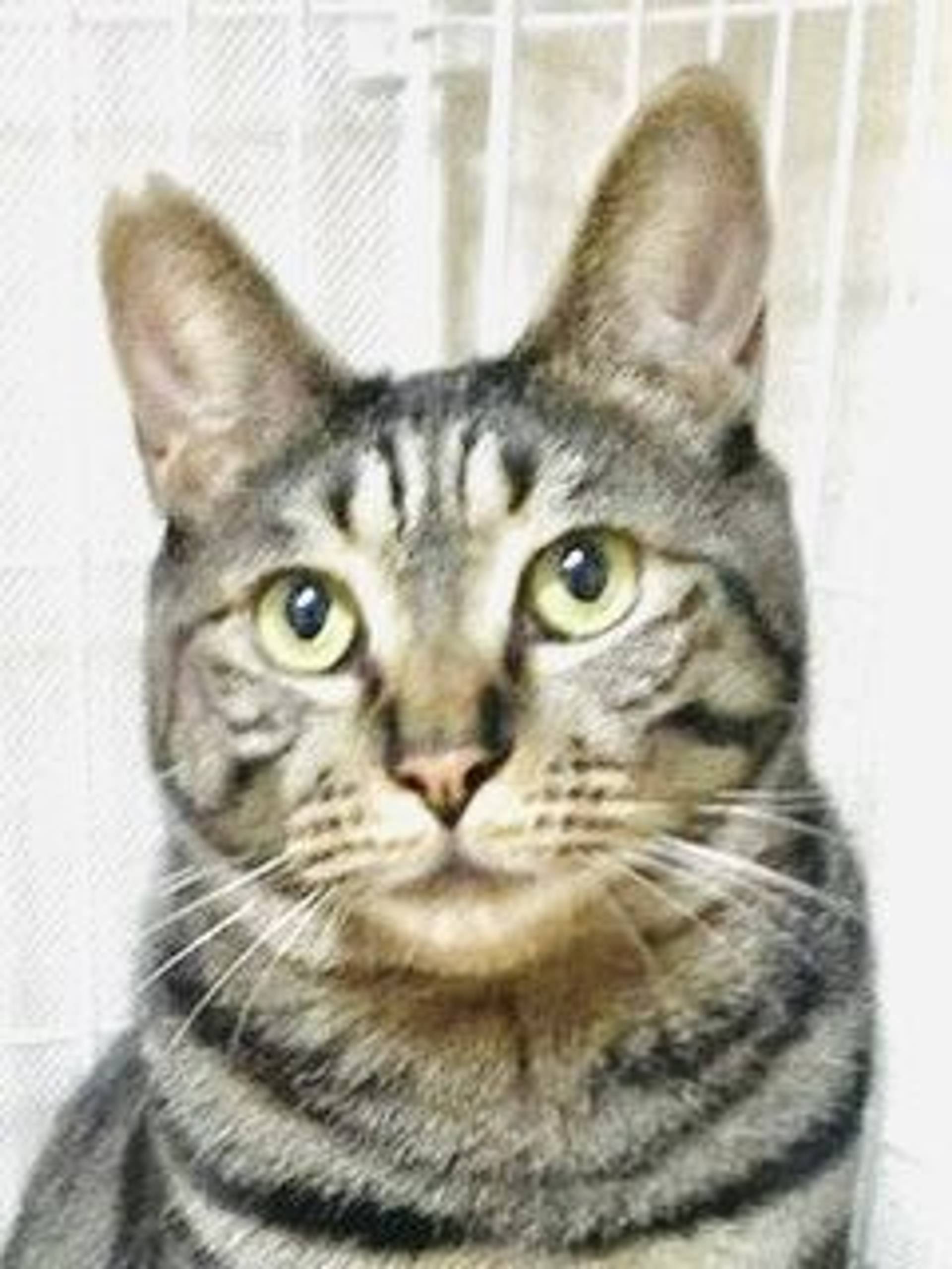 雑種（ミックス猫）・オスの里親募集の写真