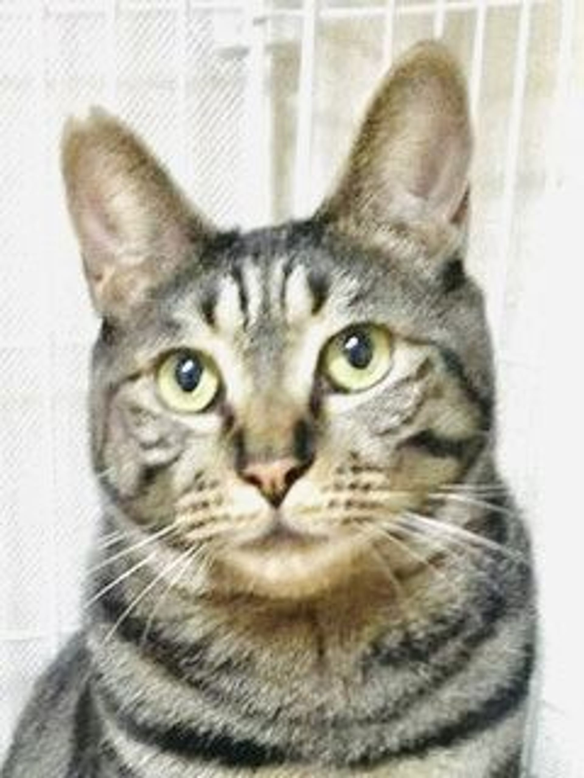 雑種（ミックス猫）・オスの里親募集の写真