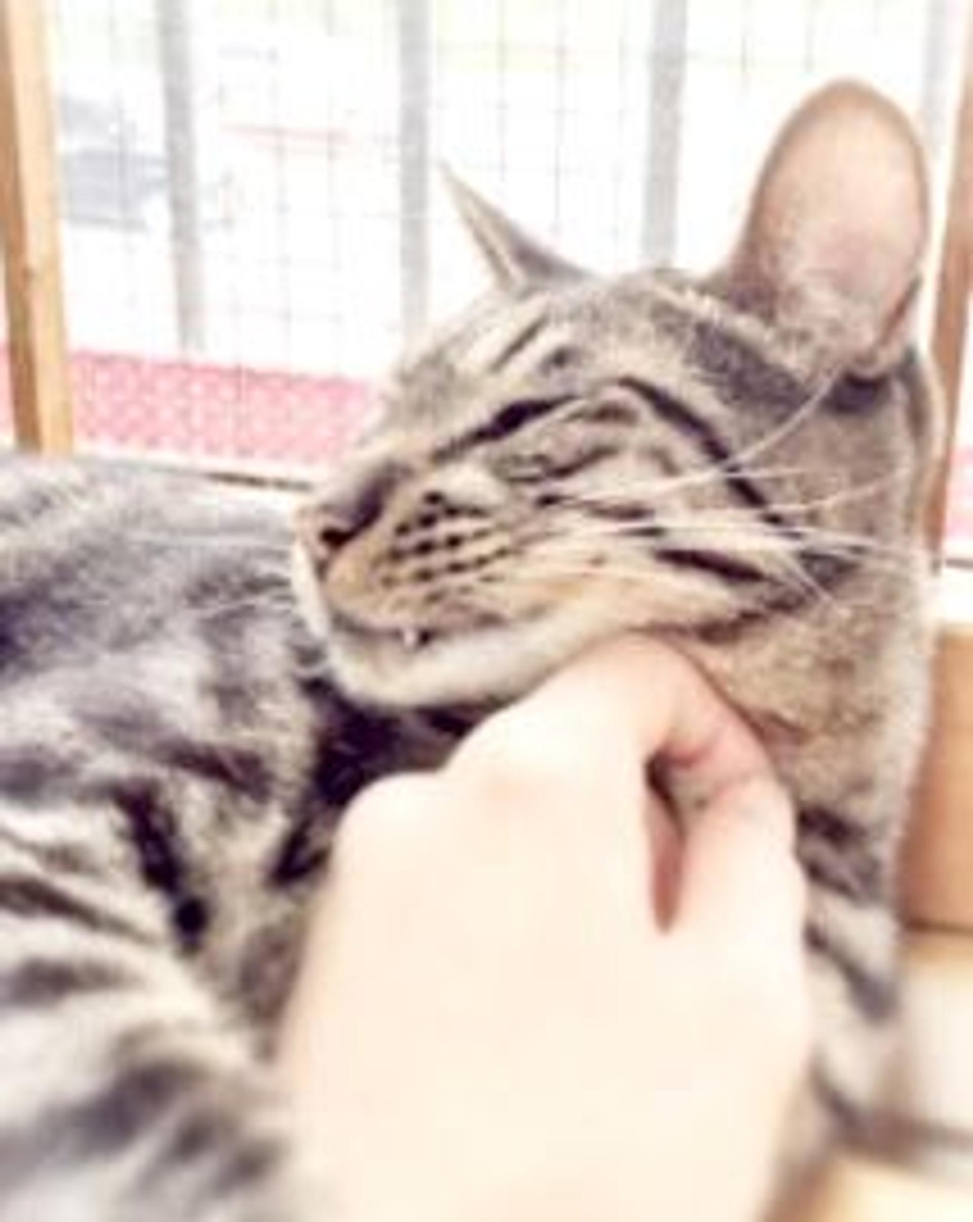 pet-image-3