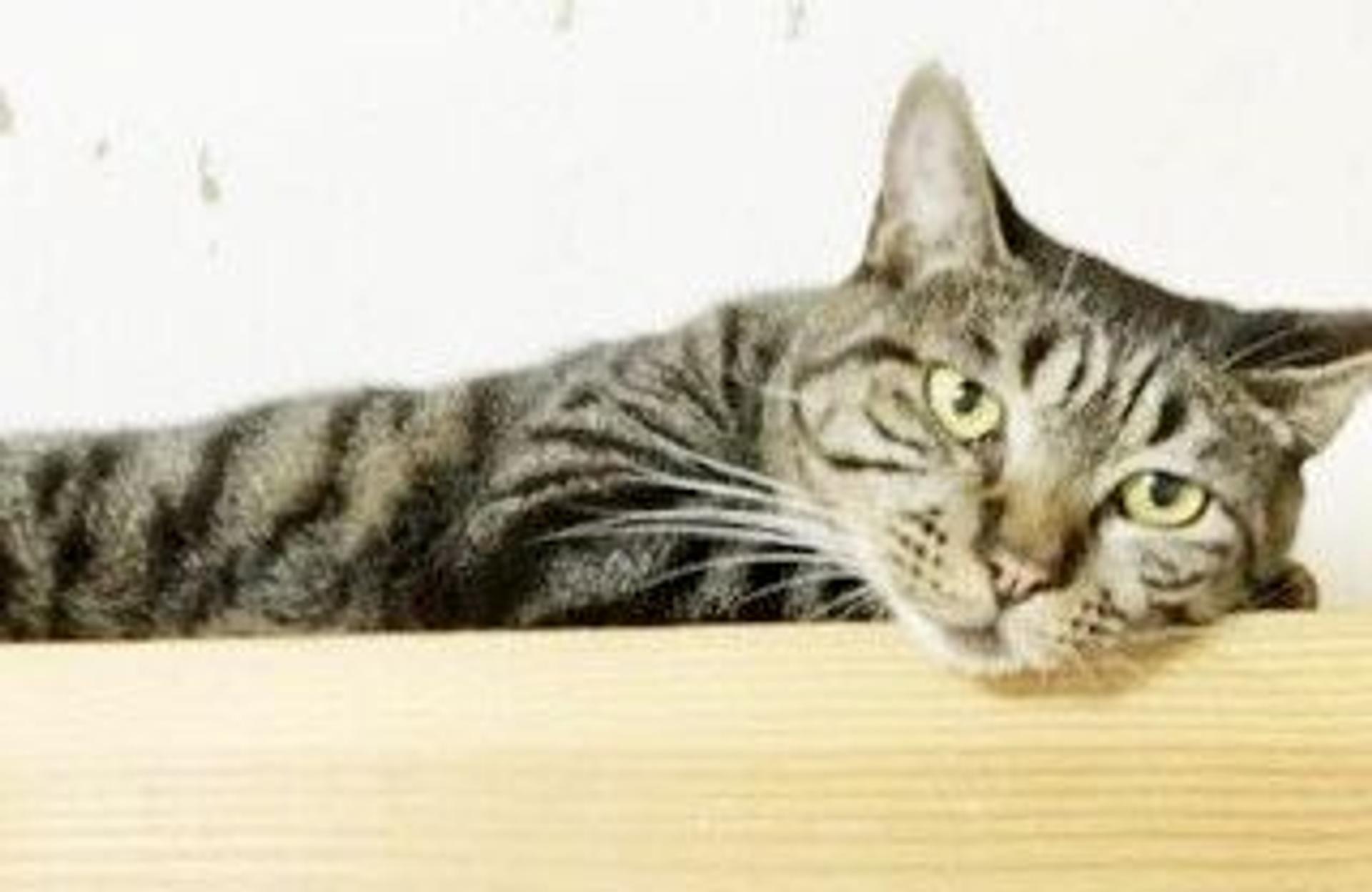 pet-image-4