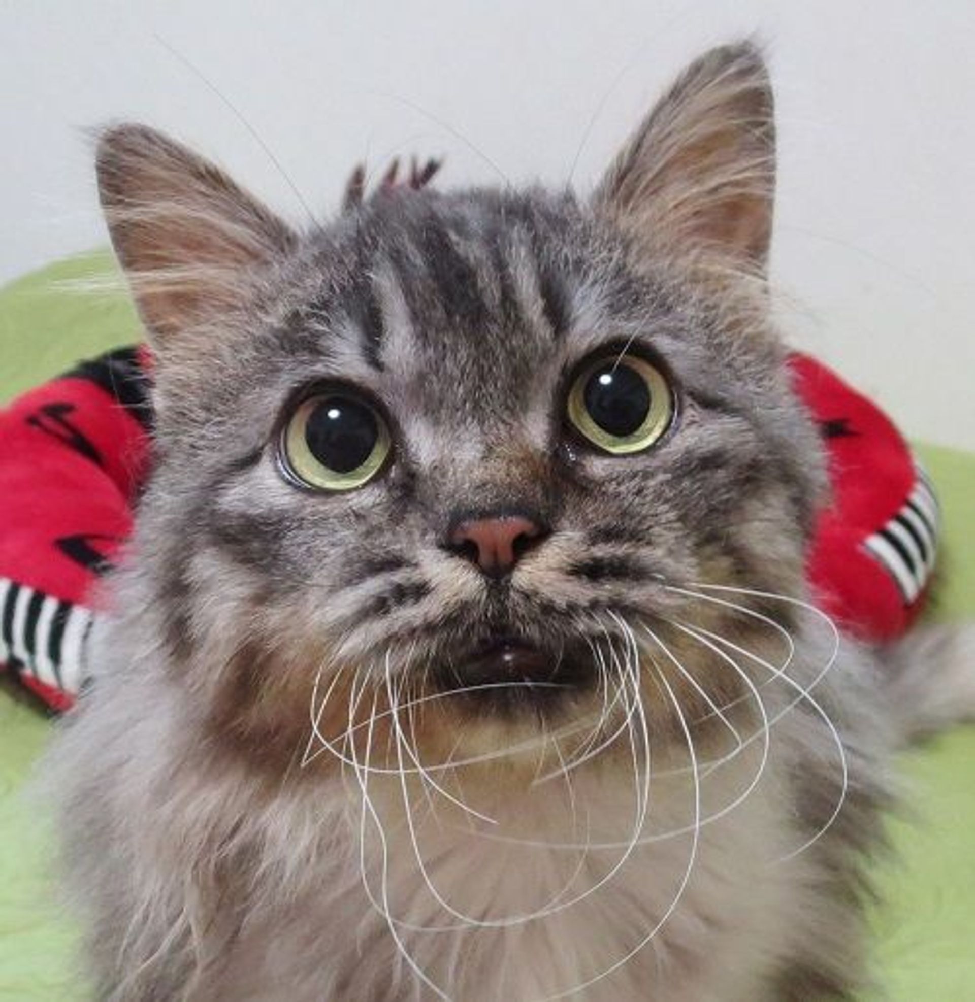 雑種（ミックス猫）・オスの里親募集の写真