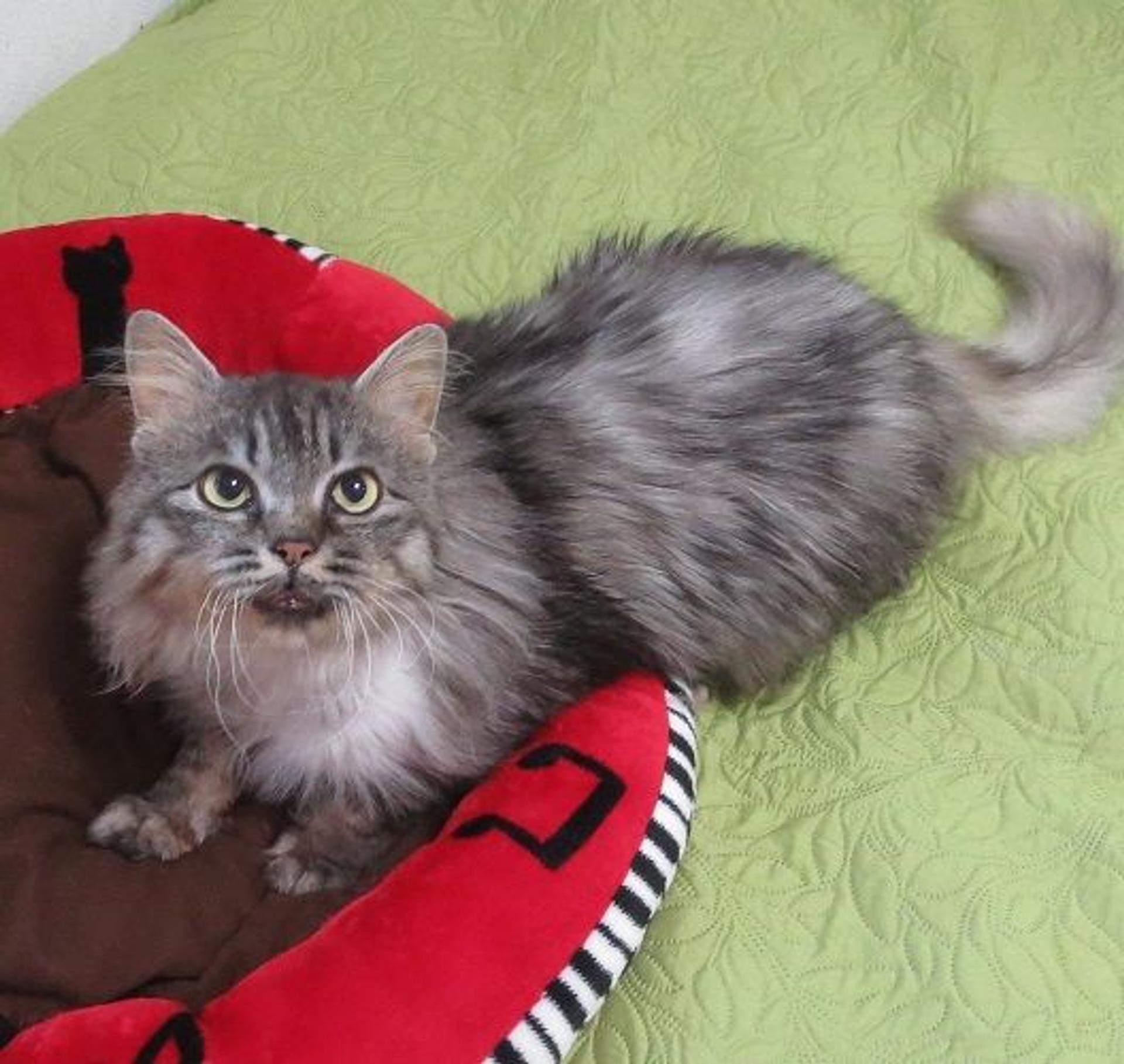 pet-image-2