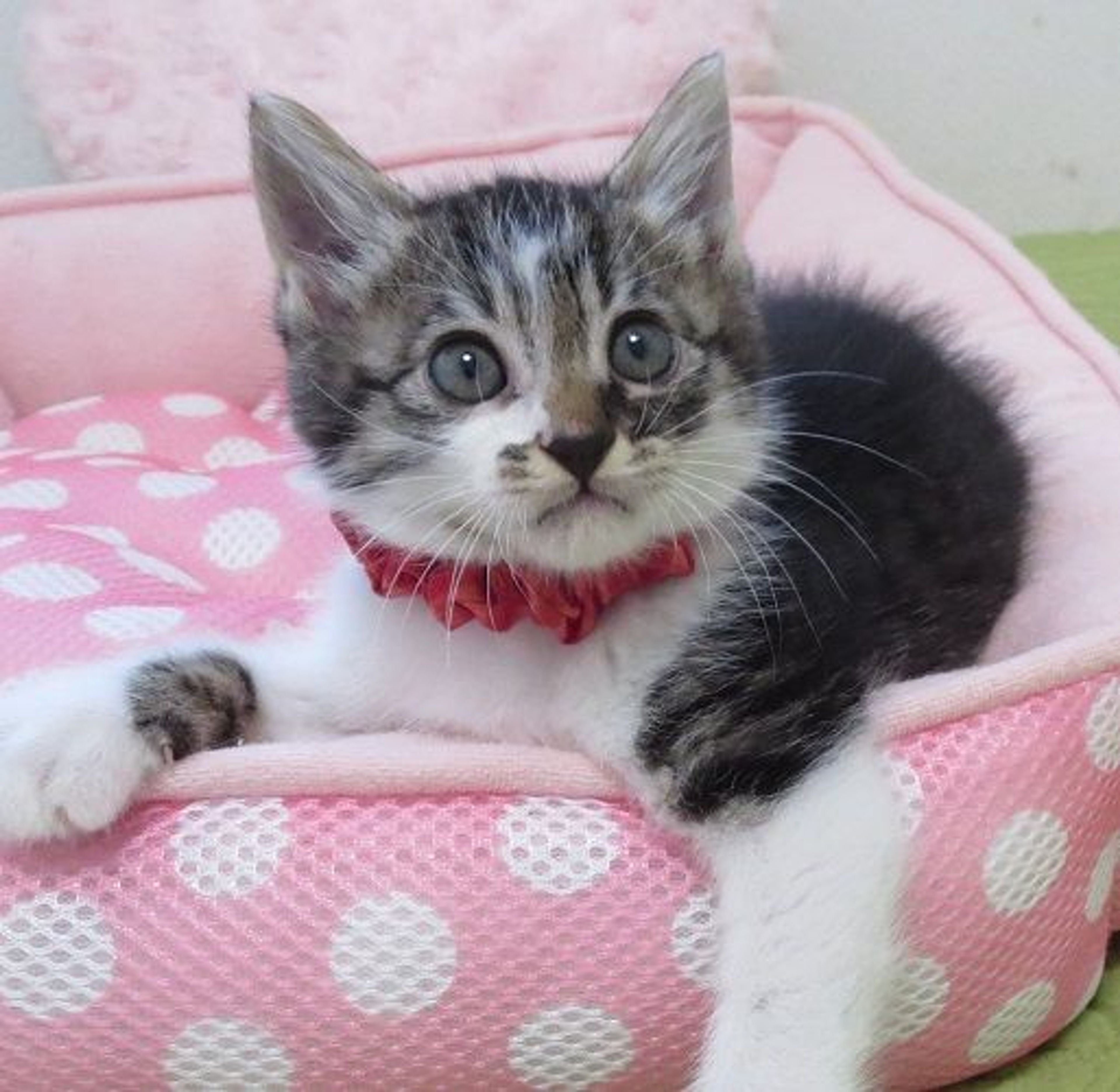 pet-image-2