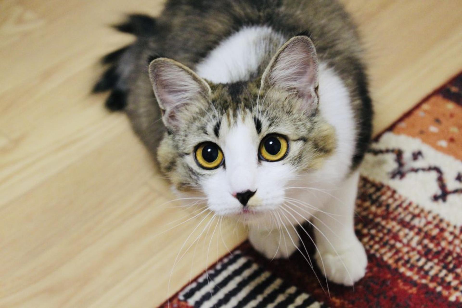 pet-image-5