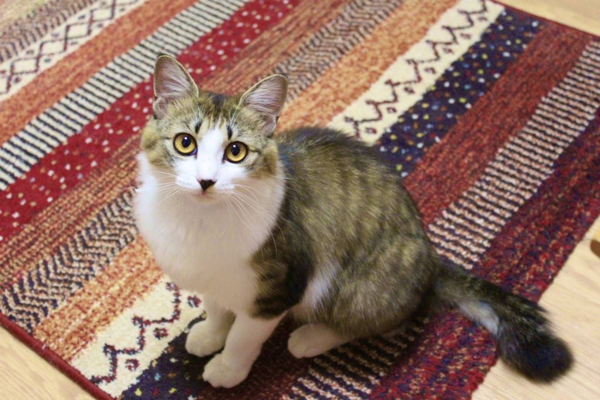 雑種（ミックス猫）・メスの里親募集の写真